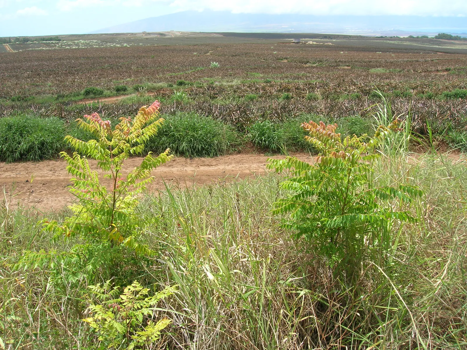Flamegold (Koelreuteria Elegans) — It thrives in USDA zones 7-11, prefers full sun, and tolerates a range of soils
