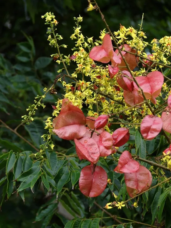 Flamegold (Koelreuteria Elegans) — Following the flowering phase; rounded to broad-spreading silhouette