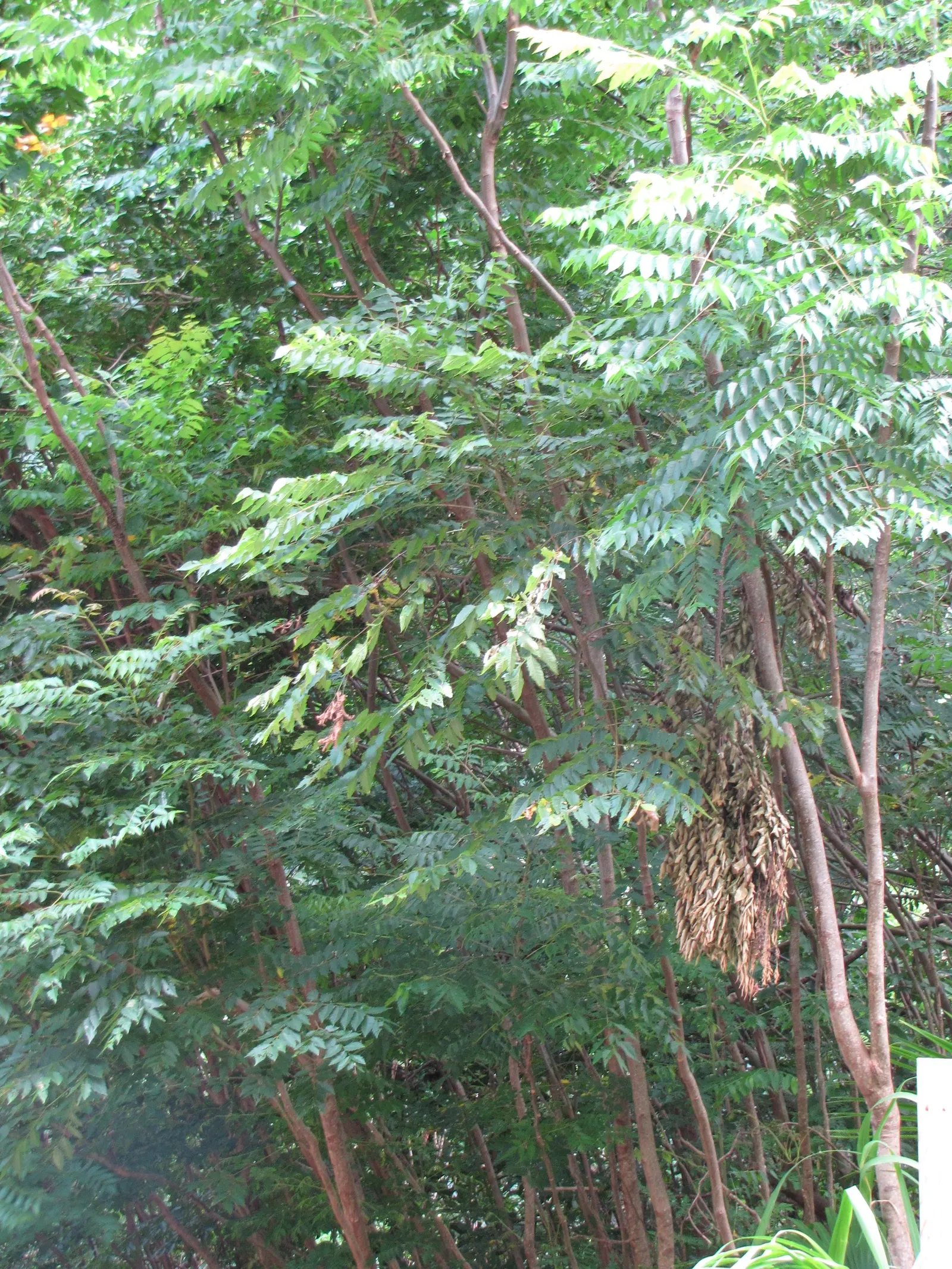 Flamegold (Koelreuteria Elegans) — for a client seeking a visually captivating and versatile tree