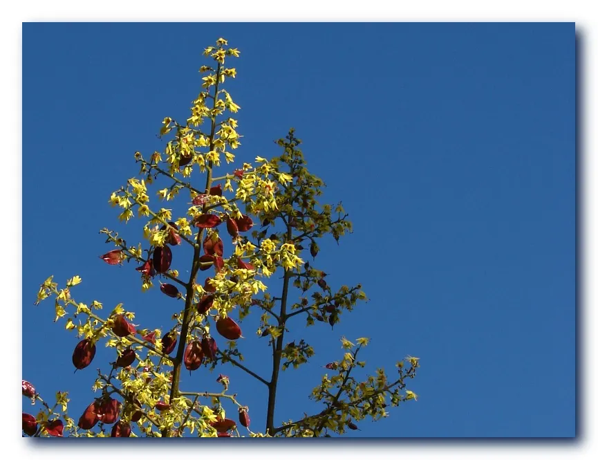 Flamegold (Koelreuteria Elegans) — Its pinnate leaves turn yellow in fall, complementing clusters of yellow flowers that bloom in summer; one, image 53