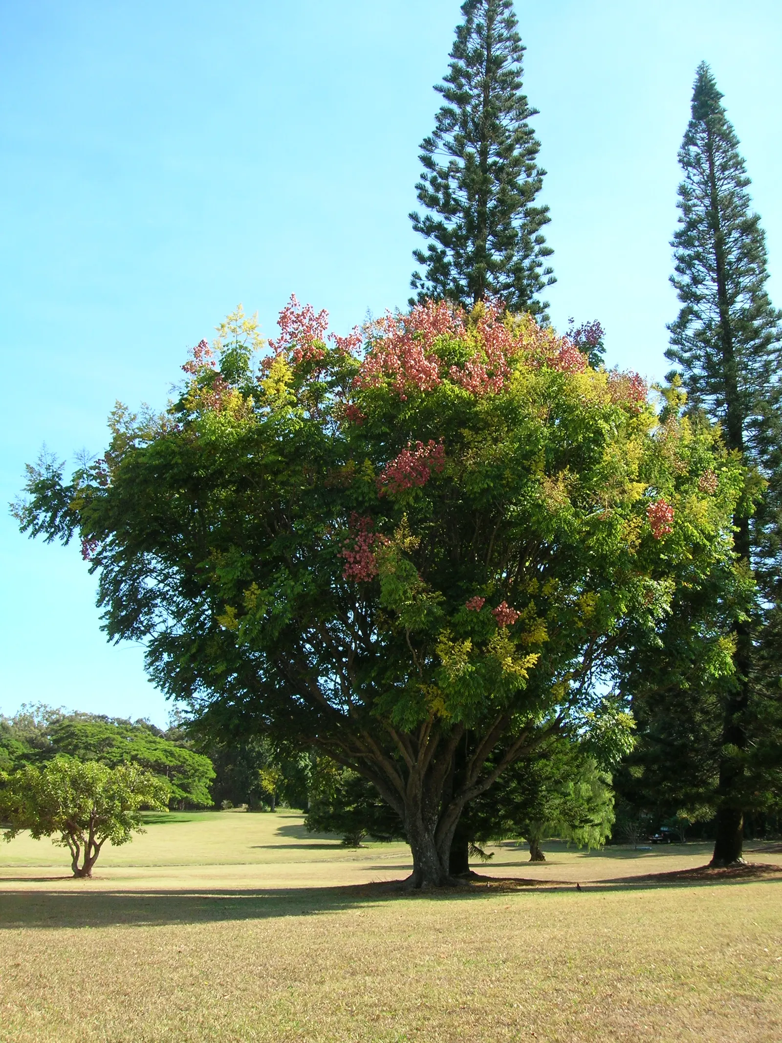 Flamegold (Koelreuteria Elegans) — with a spread of 30-35 ft; just before leaf drop.<br><br>Spring heralds the emergence of Flamegold's showy flowers that