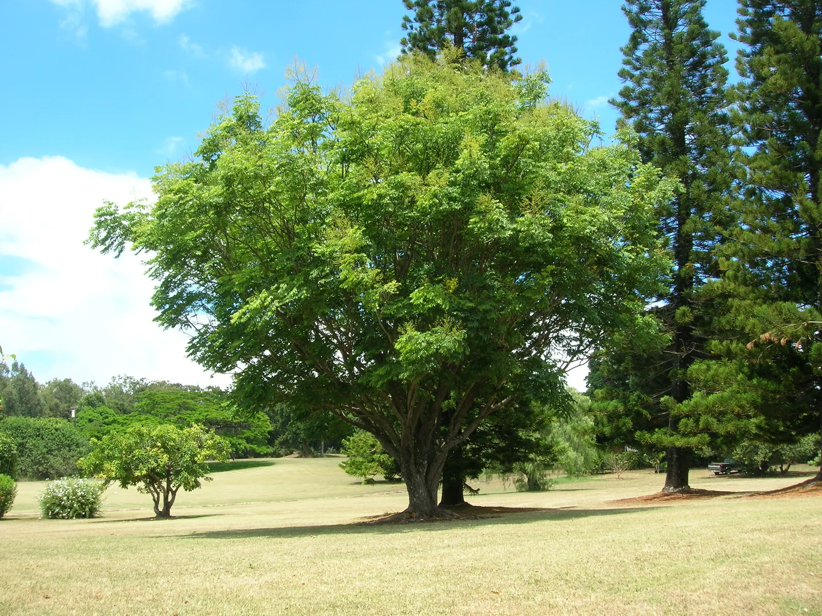 Flamegold (Koelreuteria Elegans) — with a spread of 30-35 ft