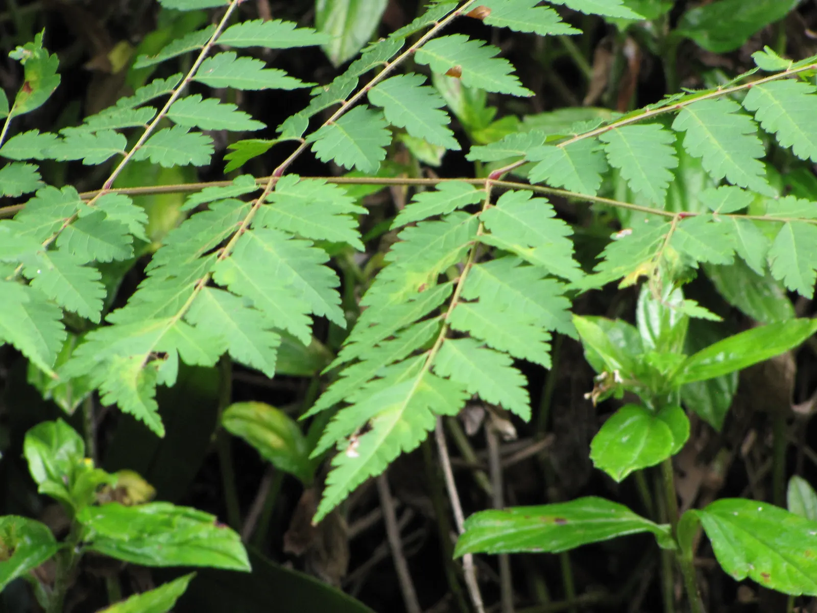 Flamegold (Koelreuteria Elegans) — it typically reaches a mature height of 30 to 40 feet with a canopy spread of approximately 35 to 50 feet