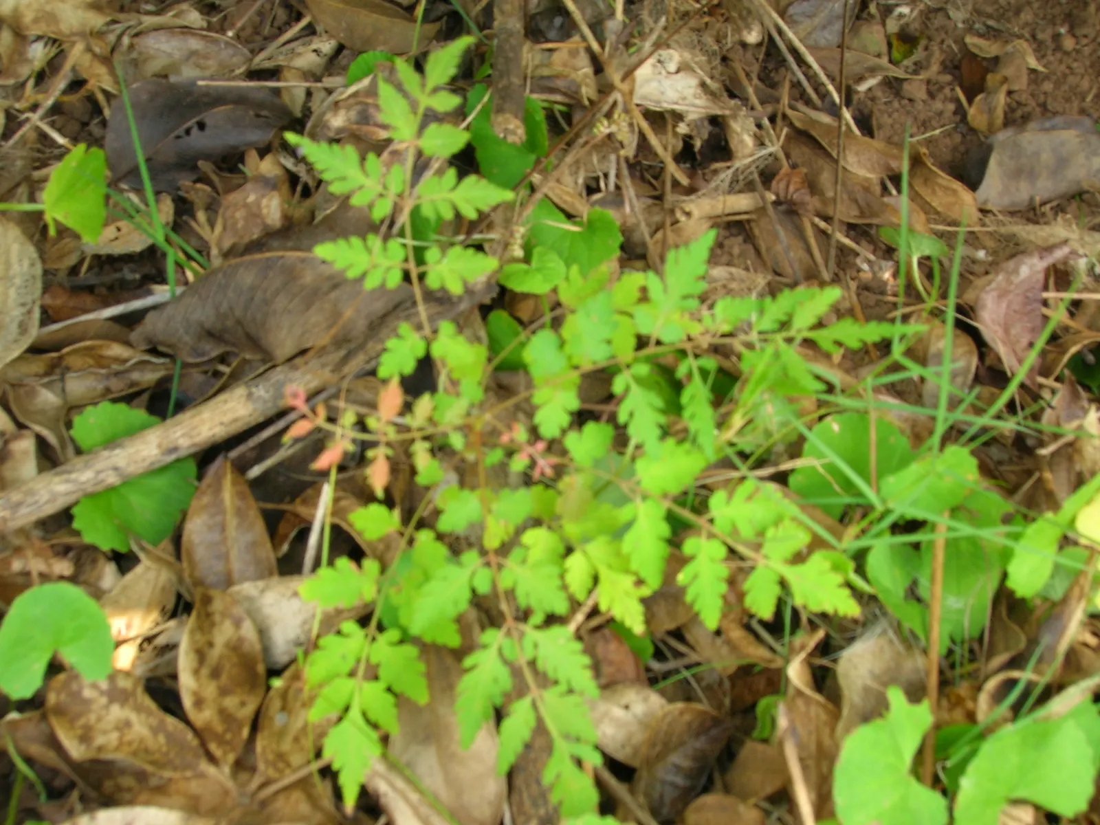Flamegold (Koelreuteria Elegans) — often with a blush of orange