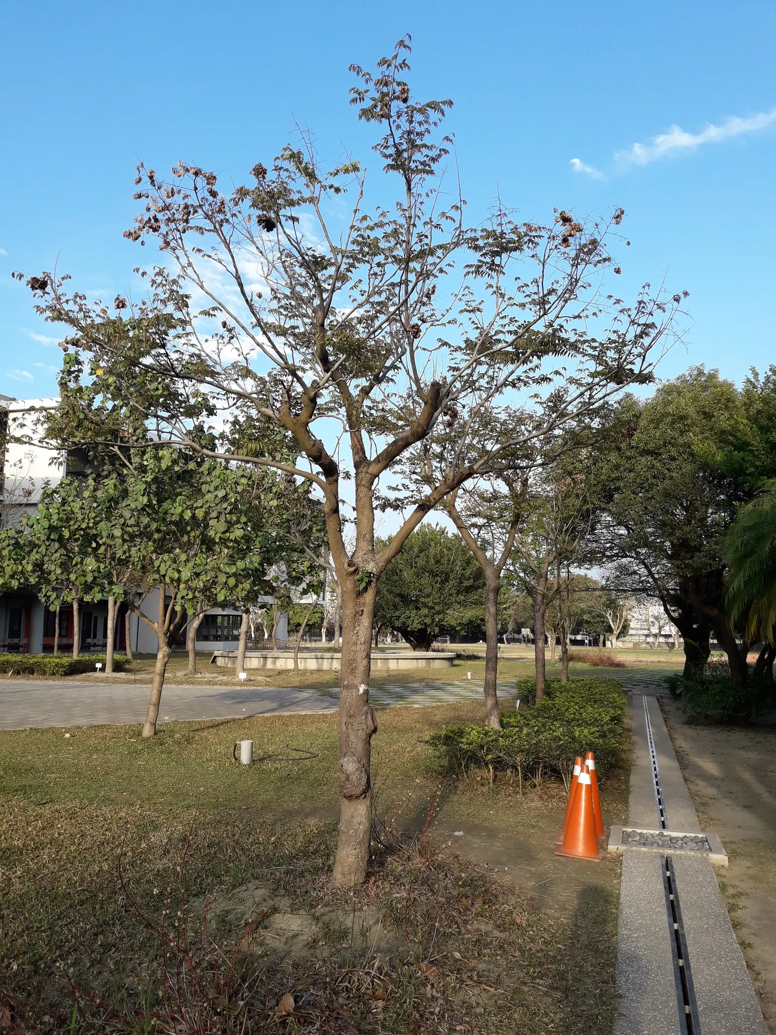 Flamegold (Koelreuteria Elegans) — Following flowering, papery, lantern-like seed pods add appeal; tree for full or half, image 54