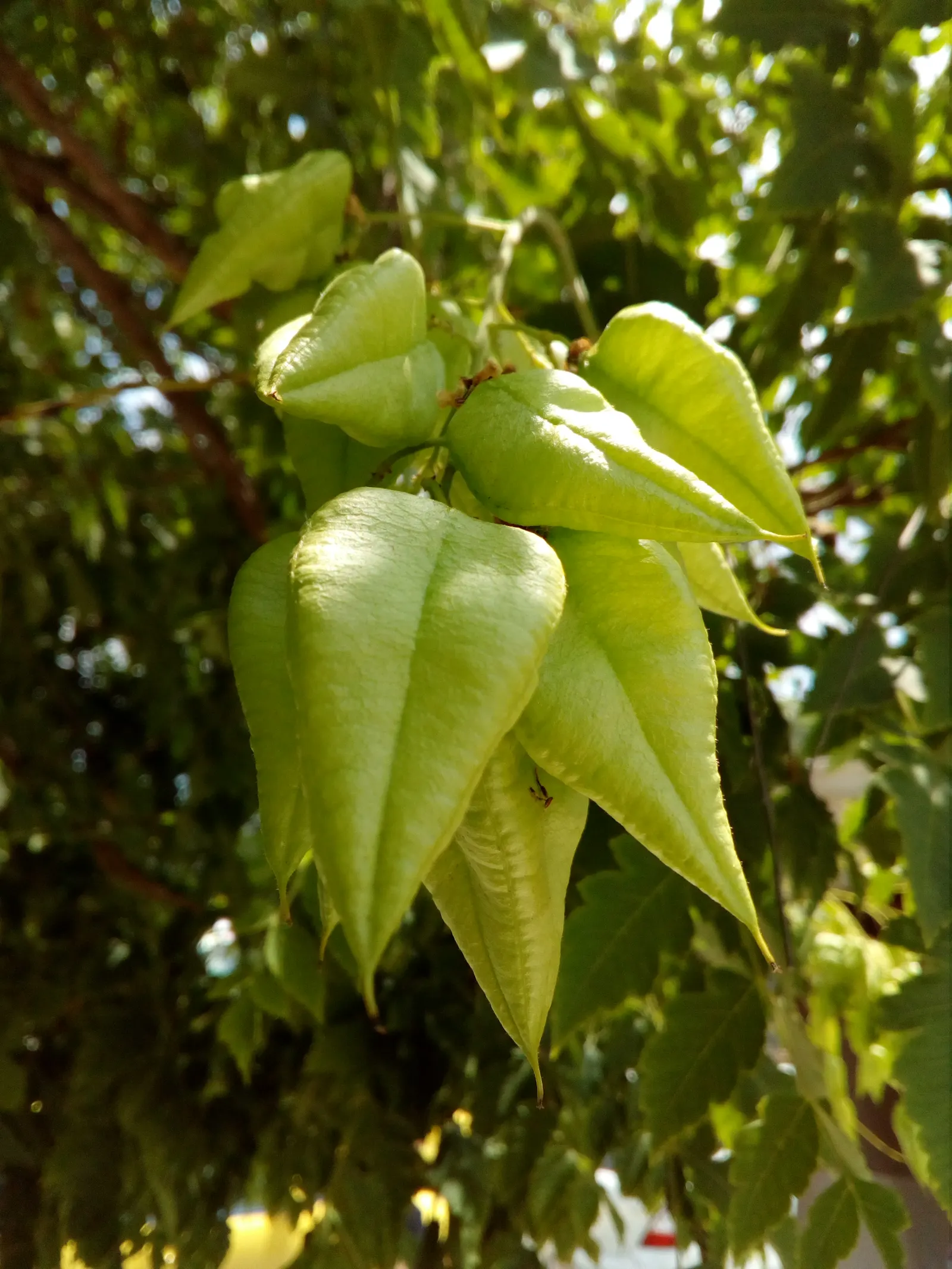 Flamegold (Koelreuteria Elegans) — It thrives in USDA zones 7-11, prefers full sun, and tolerates a range of soils; presents a striking addition to, image 55