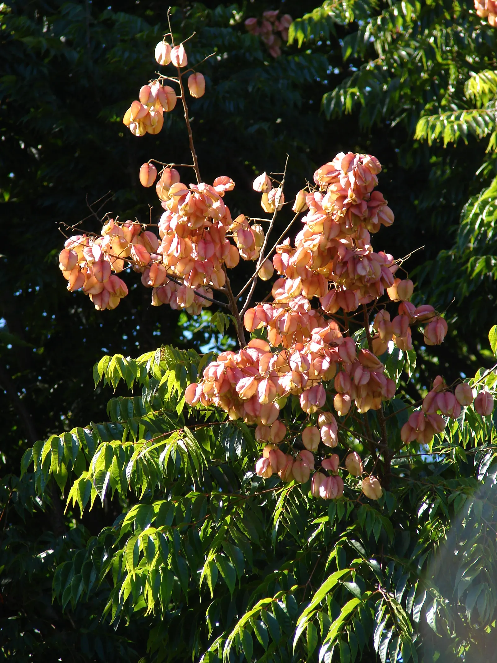 Flamegold (Koelreuteria Elegans) — Caution: It can be invasive in some regions