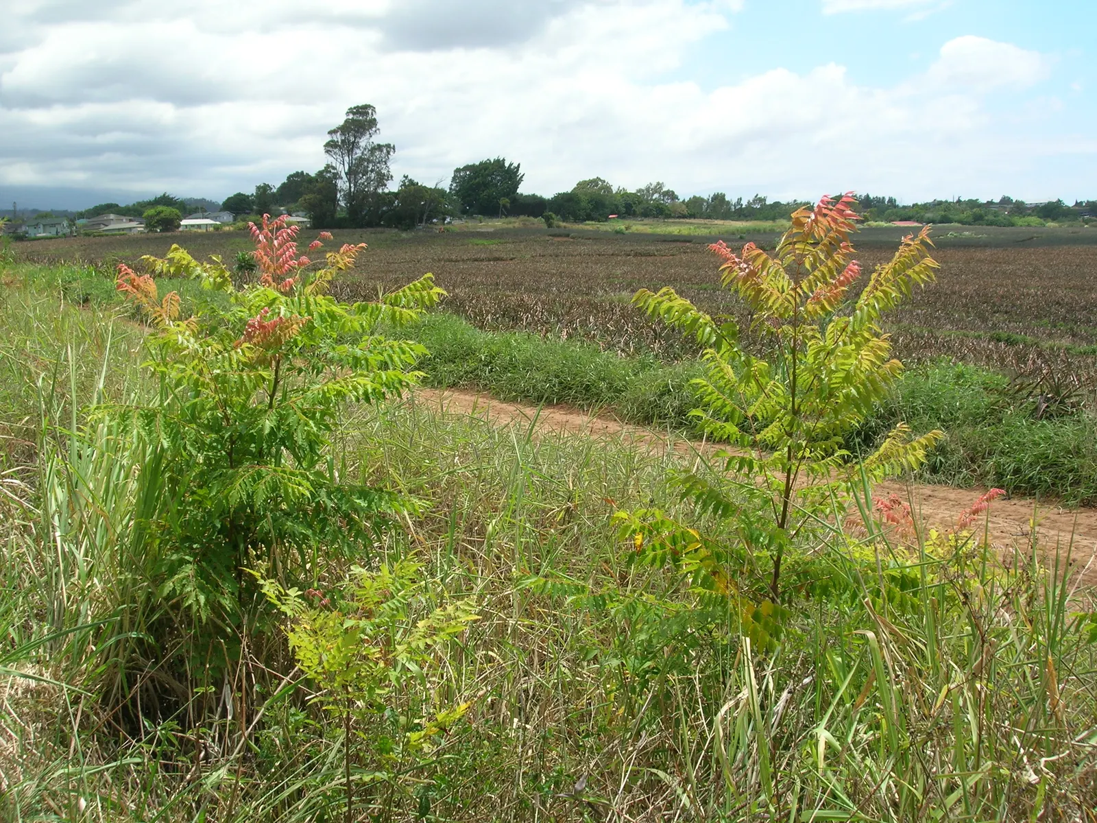 Flamegold (Koelreuteria Elegans) — providing seasonal interest and robust performance