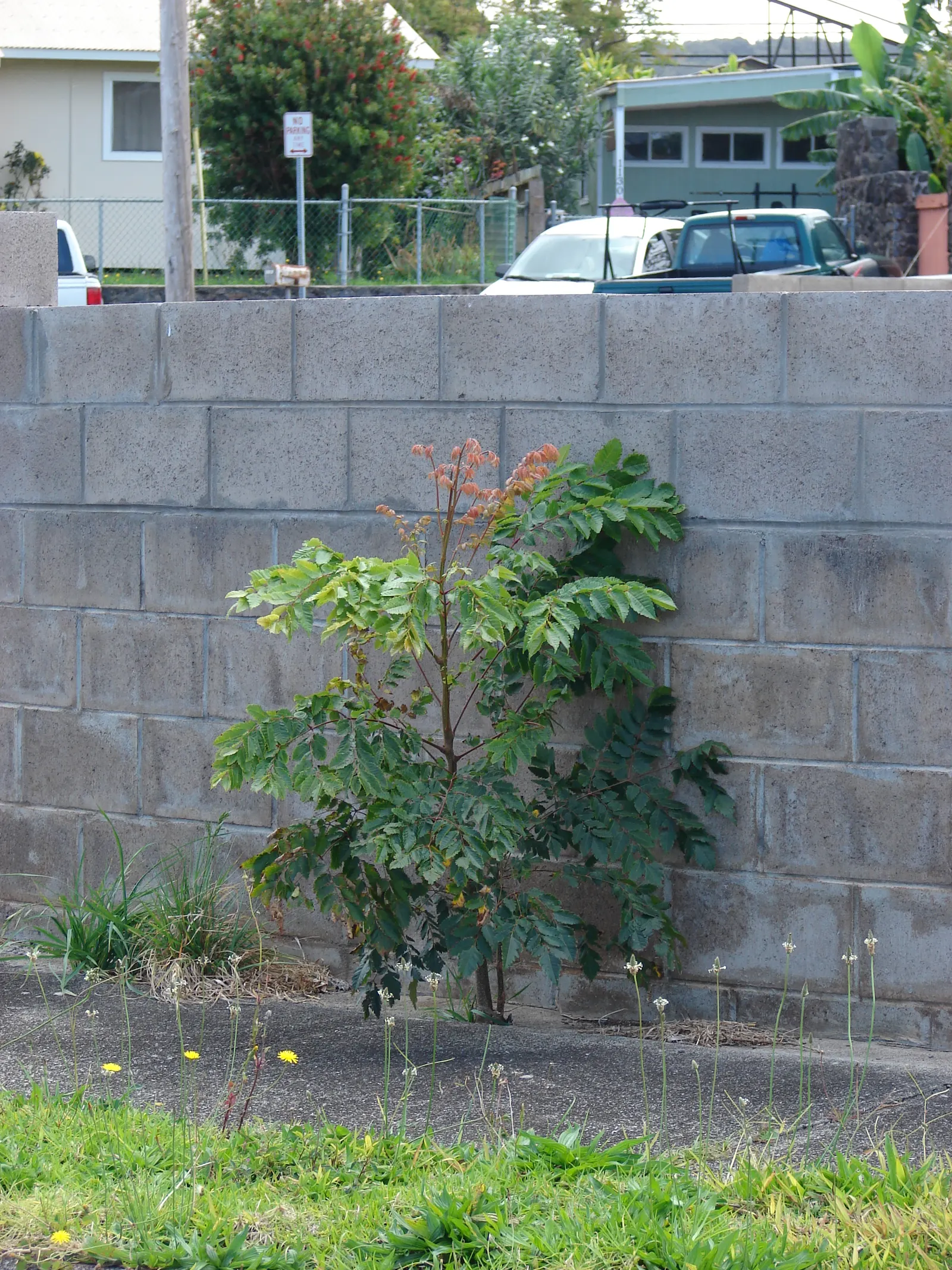 Flamegold (Koelreuteria Elegans) — it typically reaches a mature height of 30 to 40 feet with a canopy spread of approximately 35 to 50 feet; its pinnate