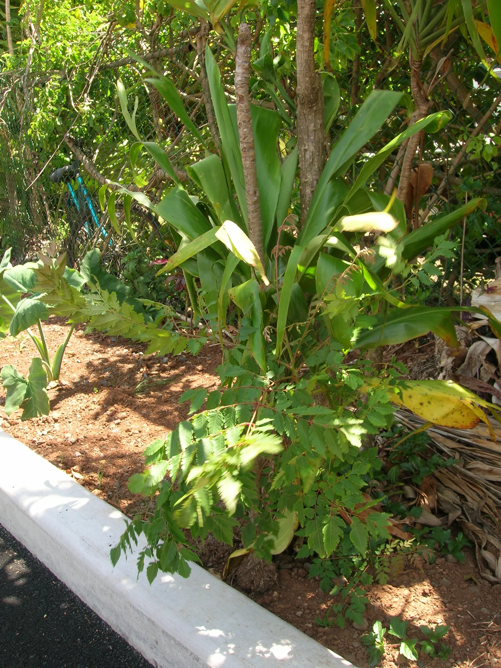 Flamegold (Koelreuteria Elegans) — Flamegold (Koelreuteria elegans) is an ornamental; following flowering, papery, lantern-like seed pods add appeal