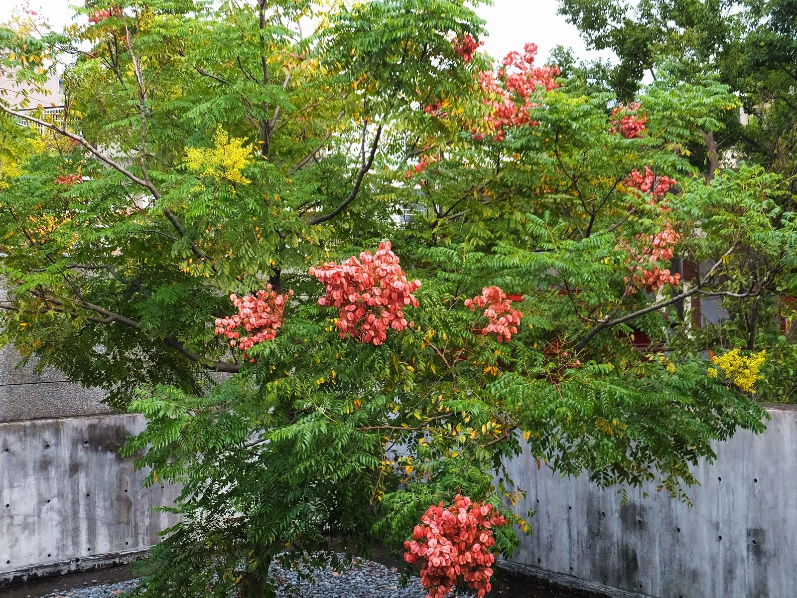 Flamegold (Koelreuteria Elegans) — Caution: It can be invasive in some regions; often with a blush of orange