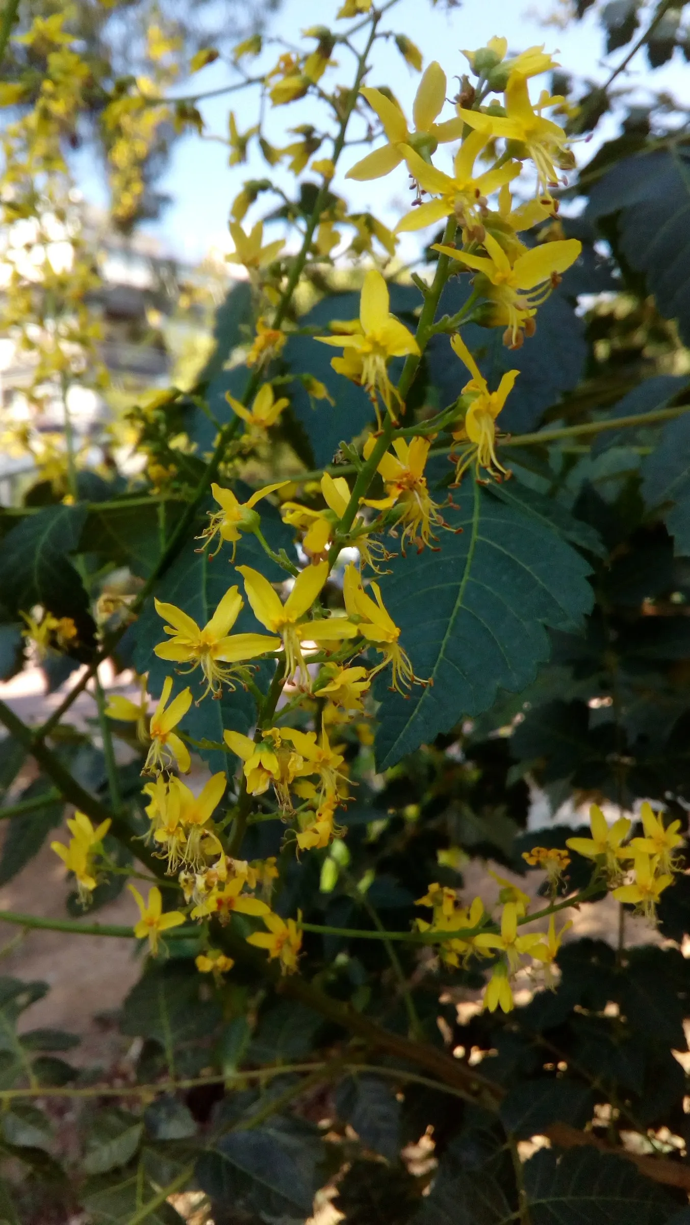 Flamegold (Koelreuteria Elegans) — Caution: It can be invasive in some regions; often with a blush of orange, image 56