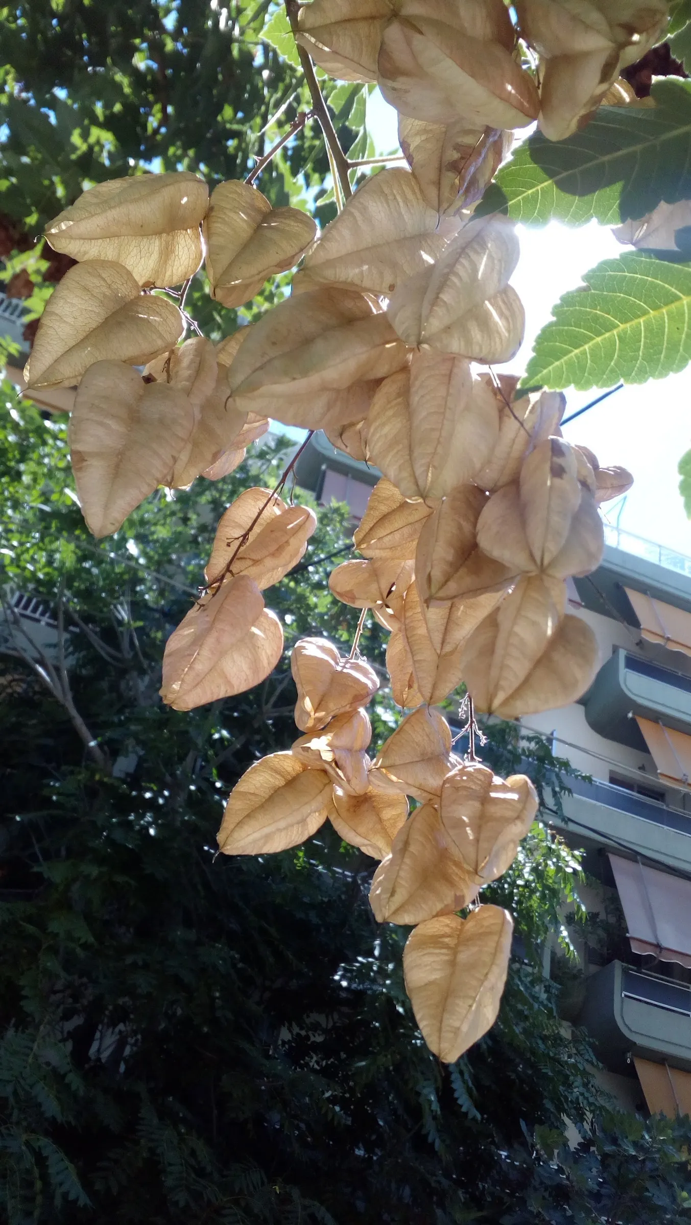Flamegold (Koelreuteria Elegans) — Following flowering, papery, lantern-like seed pods add appeal