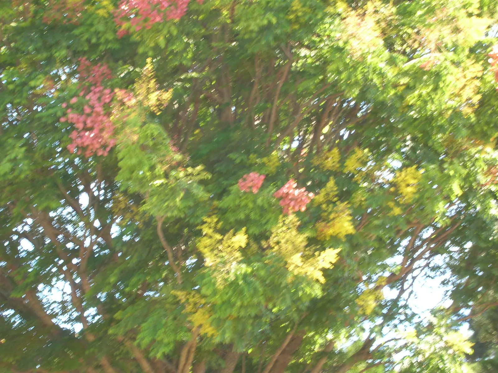Flamegold (Koelreuteria Elegans) — the tree produces lantern-like seed capsules that add a unique