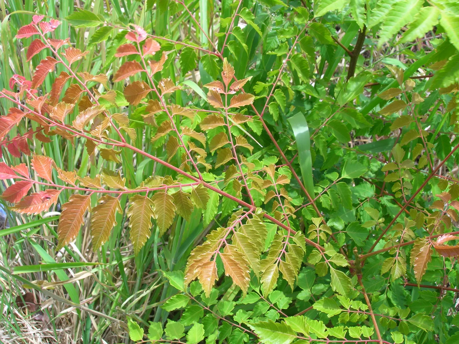 Flamegold (Koelreuteria Elegans) — Following flowering, papery, lantern-like seed pods add appeal; tree for full or half
