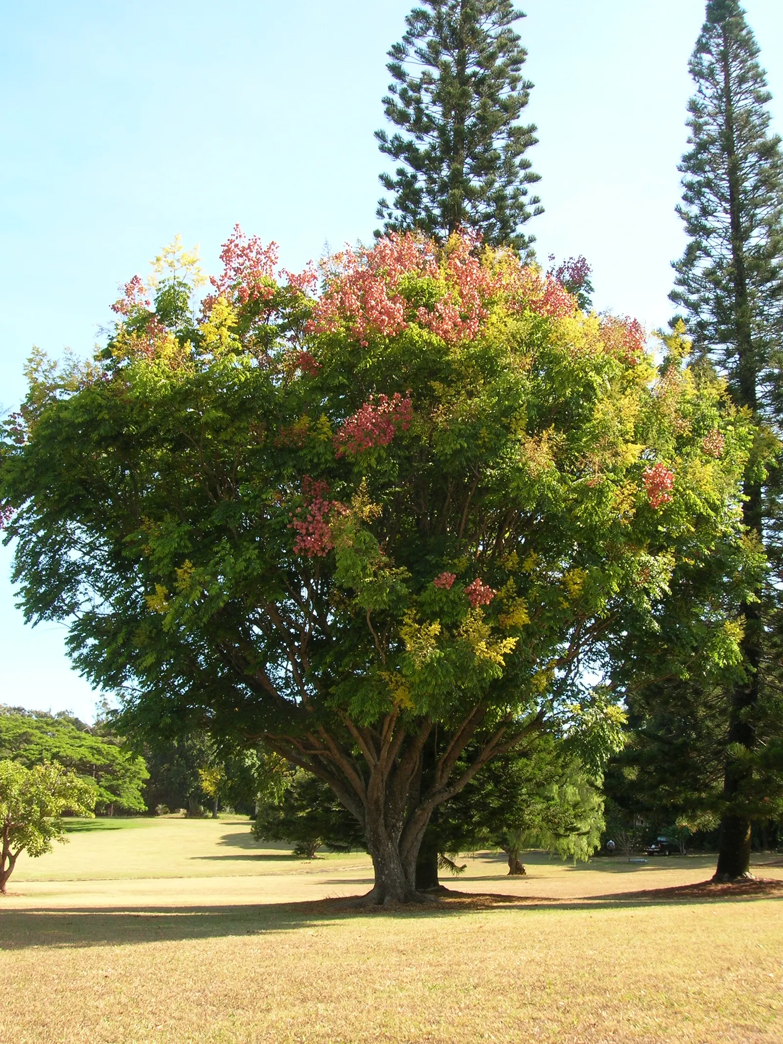 Flamegold (Koelreuteria Elegans) — This tree is notable for its pinnate or bi-pinnate leaves