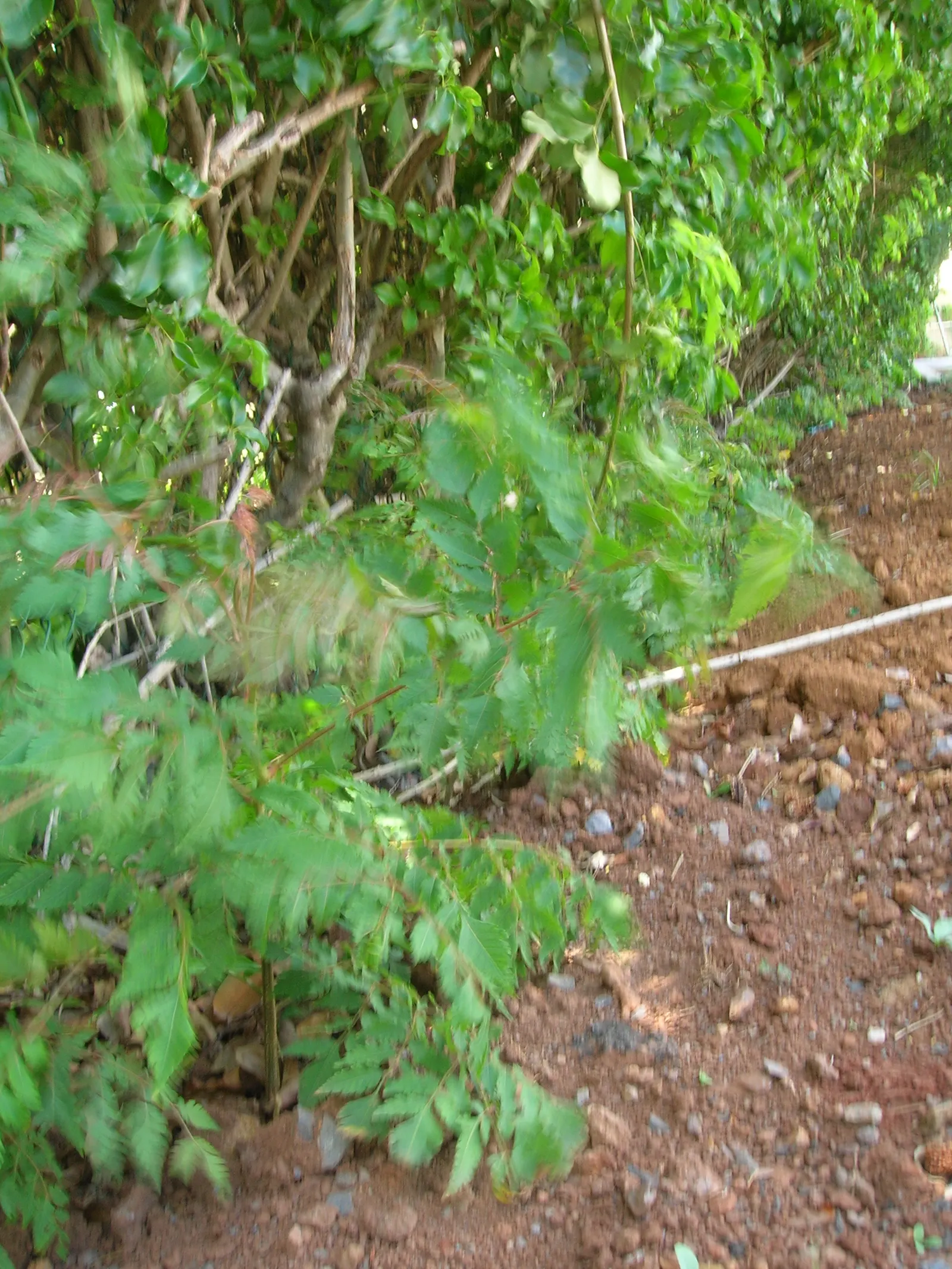 Flamegold (Koelreuteria Elegans) — tree for full or half