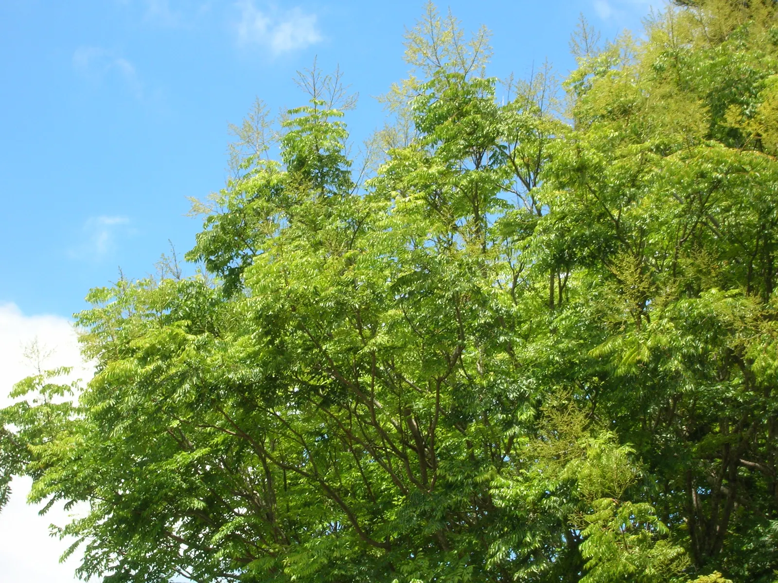 Flamegold (Koelreuteria Elegans) — This tree is notable for its pinnate or bi-pinnate leaves; the tree produces lantern-like seed capsules that add a unique