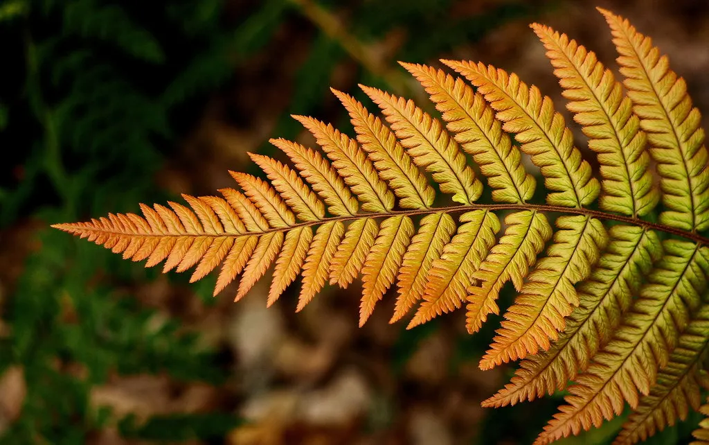 Coastal Wood Fern (Dryopteris wallichiana) — as long as it is kept moist.<br><br>When designing landscapes; the Coastal Wood Fern can serve as an excellent
