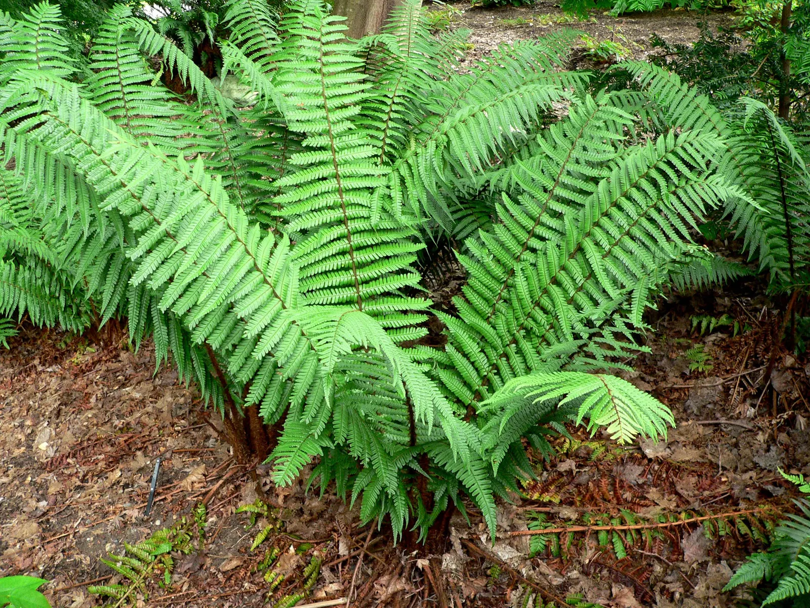 Coastal Wood Fern (Dryopteris wallichiana) — making it a substantial addition to the garden.<br><br>Hardy in USDA zones 6 through 8