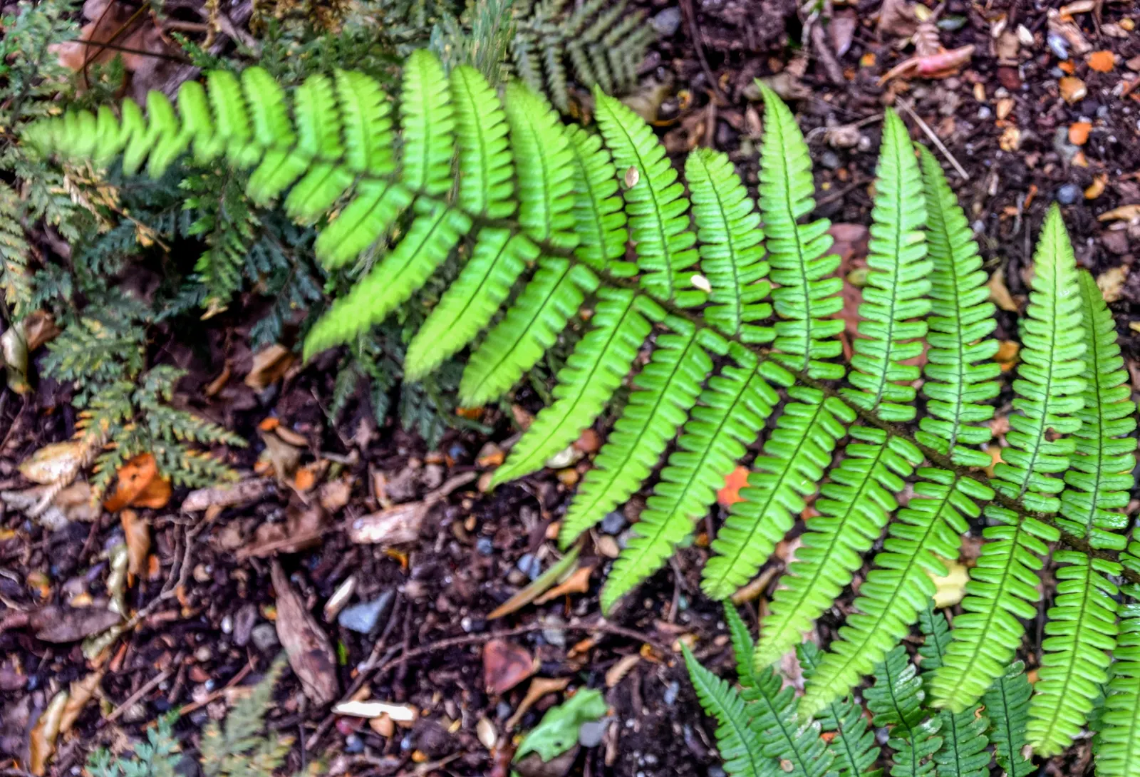 Coastal Wood Fern (Dryopteris wallichiana) — this fern thrives in part to full shade and prefers a rich, image 35