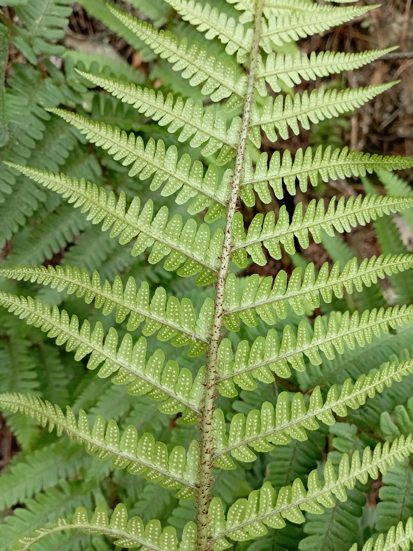 Coastal Wood Fern (Dryopteris wallichiana) — semi-evergreen fronds that can reach 3-5 feet in height; making it a substantial addition to the