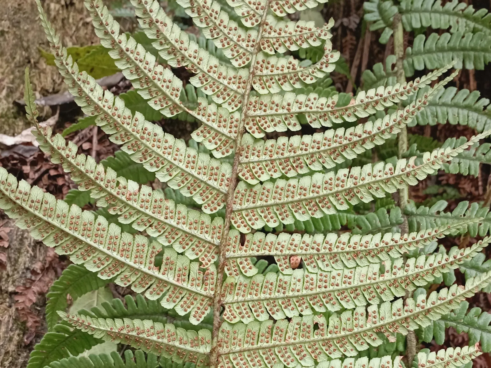 Coastal Wood Fern (Dryopteris wallichiana) — well-drained soil with plenty of organic matter; plant them at intervals of 2 to 3 feet apart to allow them ample