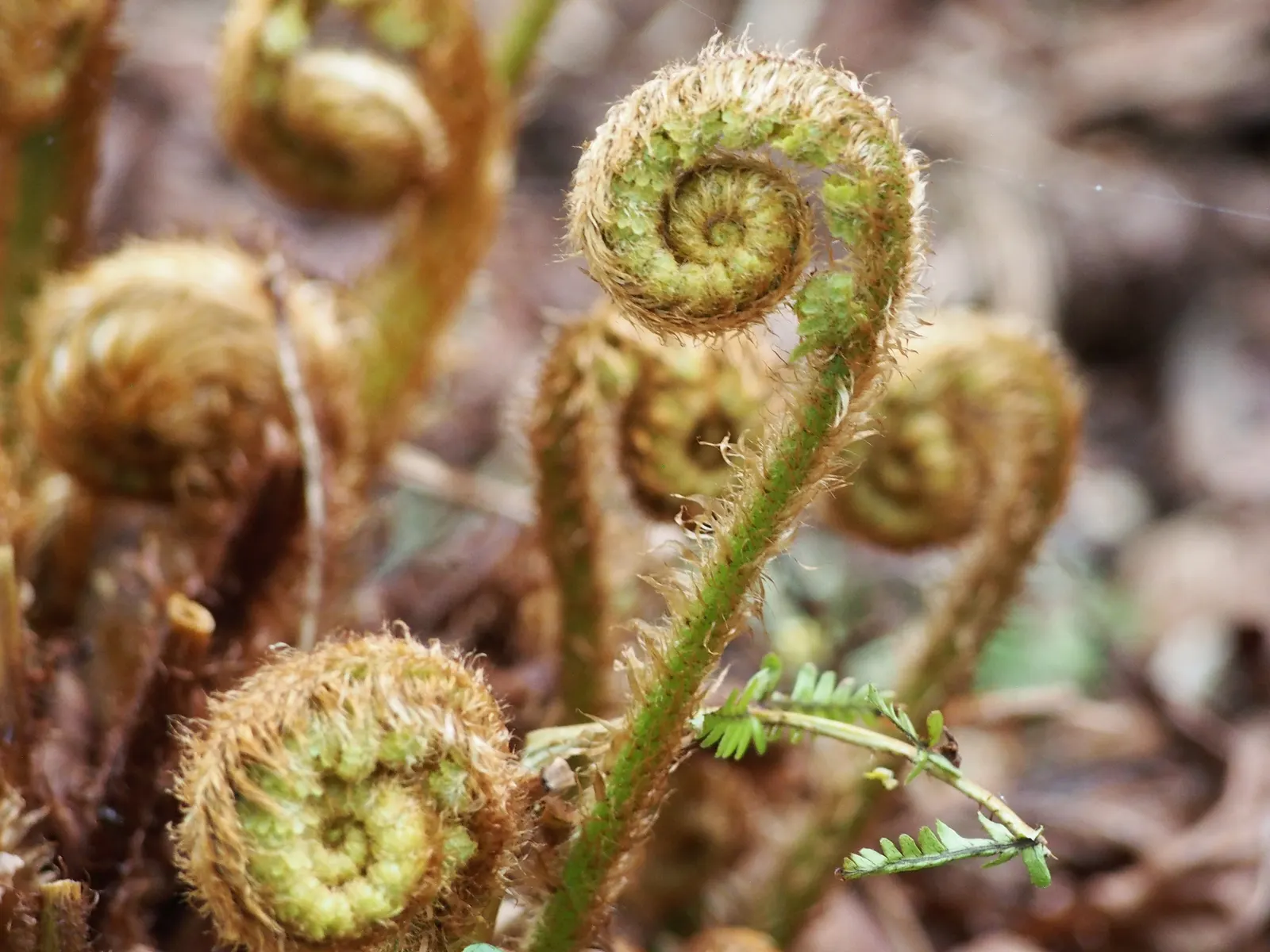 Coastal Wood Fern (Dryopteris wallichiana) — Plant them at intervals of 2 to 3 feet apart to allow them ample room for growth; this species is more