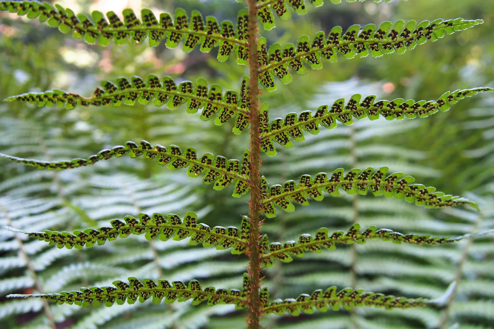 Coastal Wood Fern (Dryopteris wallichiana) — scientifically known as Dryopteris wallichiana