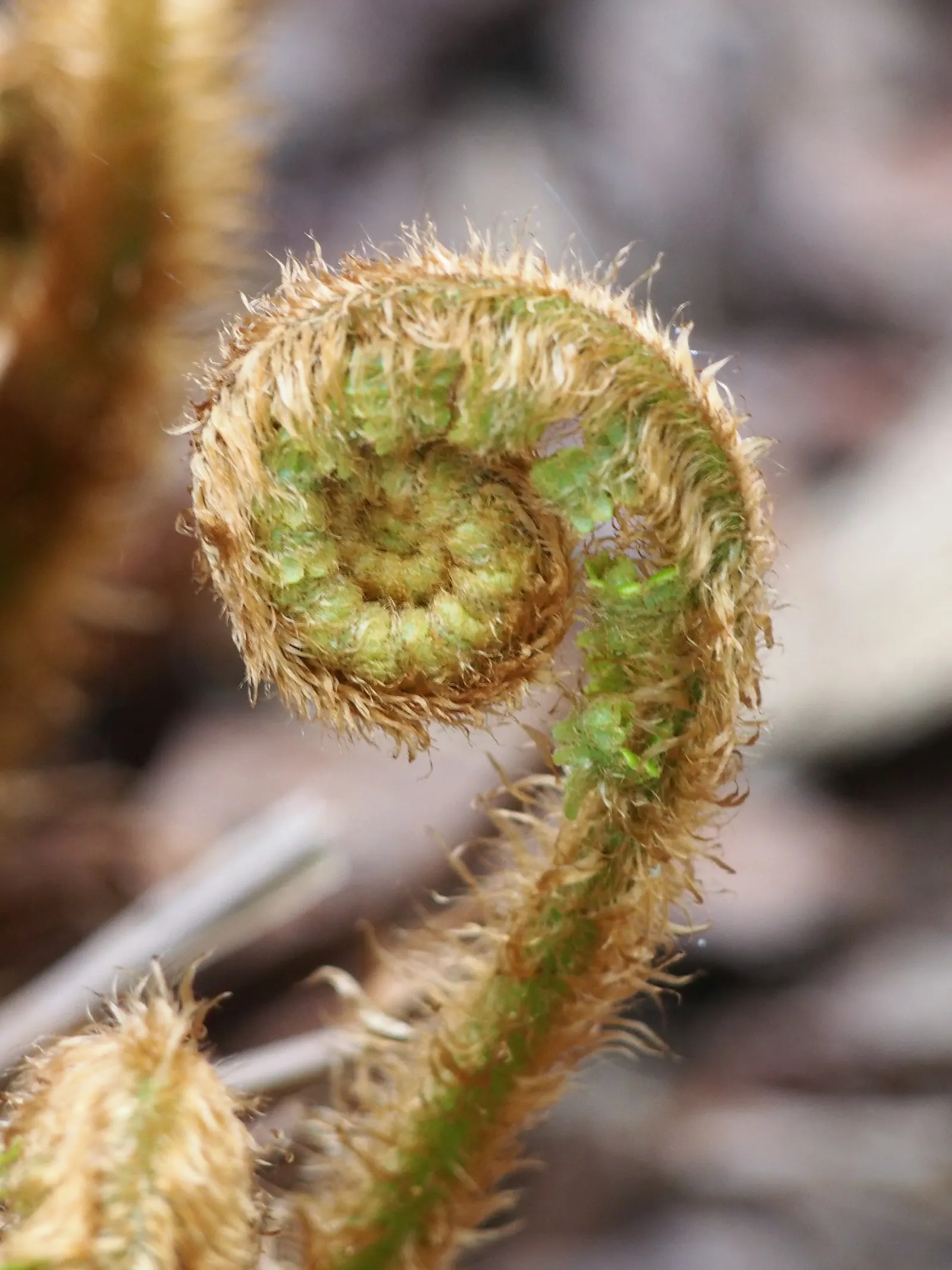 Coastal Wood Fern (Dryopteris wallichiana) — Hardy in USDA Zones 6-8, it's an excellent choice for woodland gardens, adding texture and verdant elegance