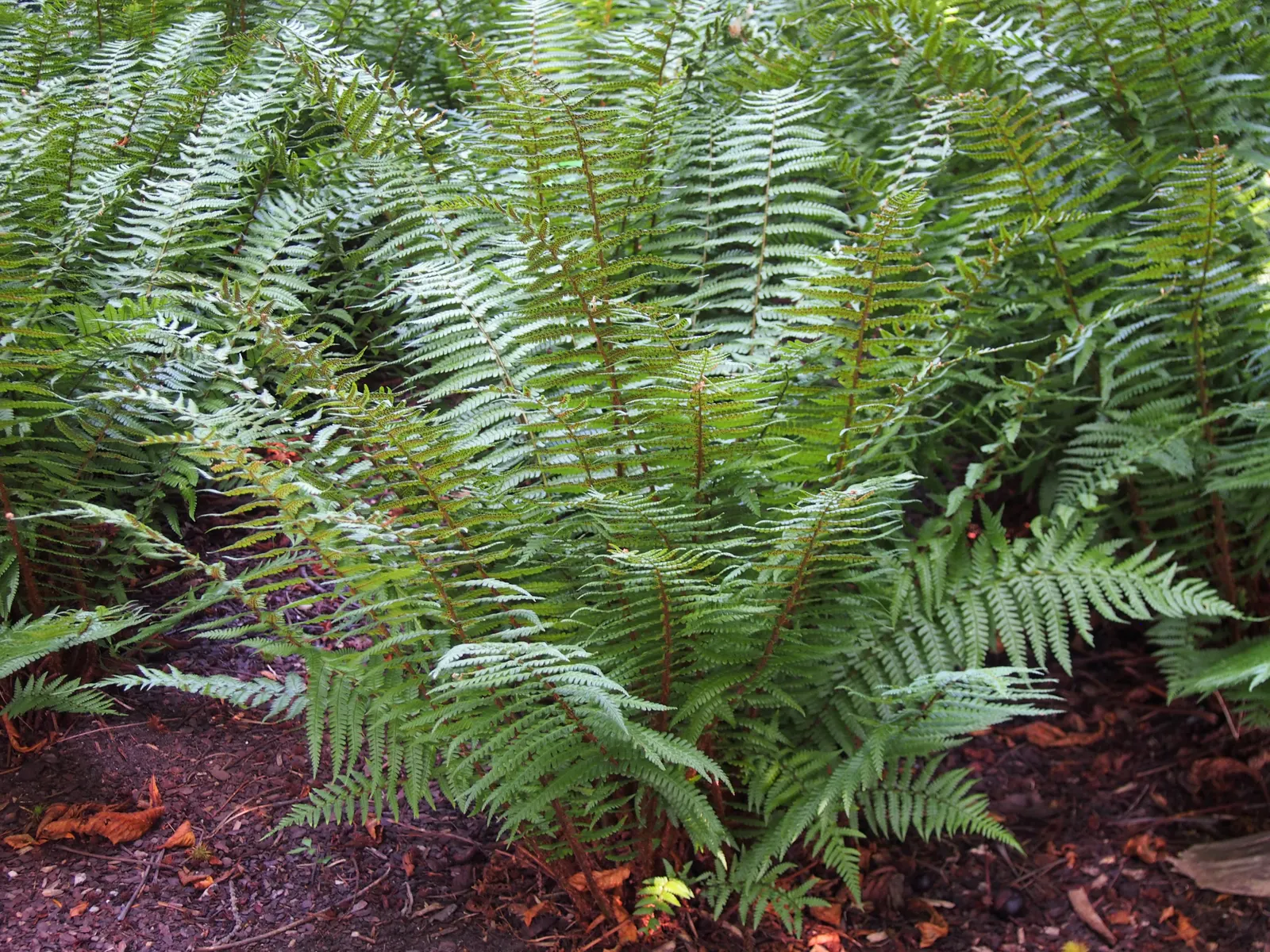 Coastal Wood Fern (Dryopteris wallichiana) — or alongside water features where its fronds will create movement and interest; dark green fronds that grow in a
