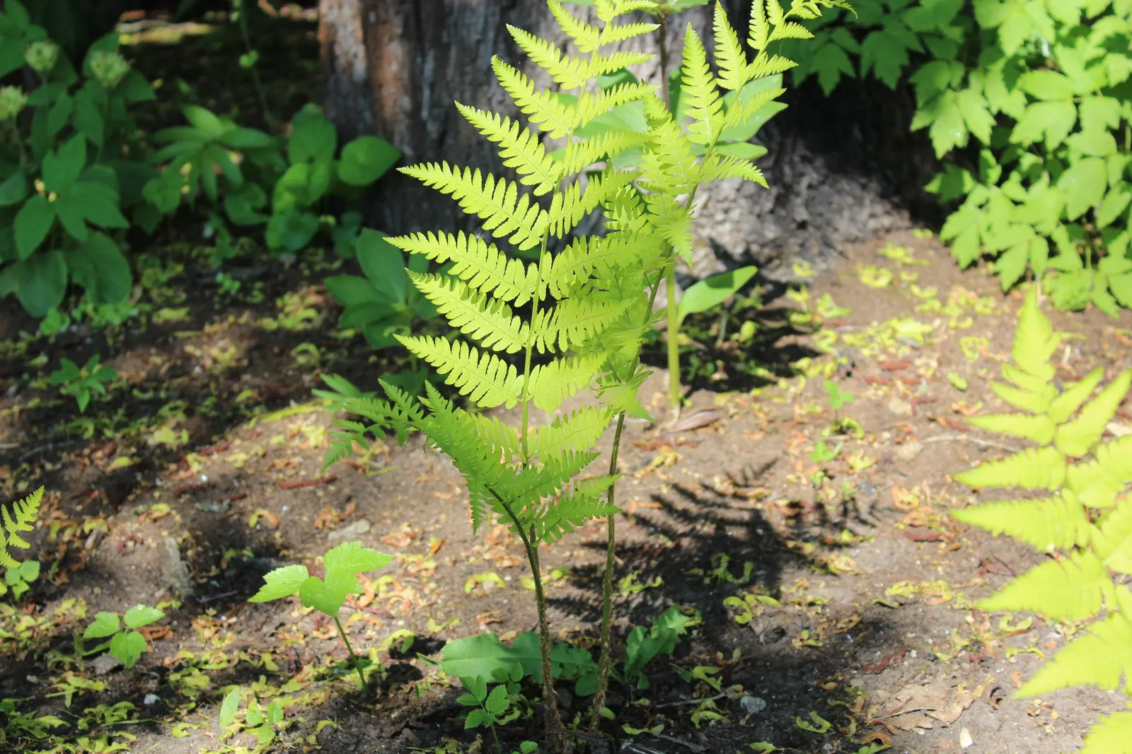 Coastal Wood Fern (Dryopteris wallichiana) — as long as it is kept moist.<br><br>When designing landscapes