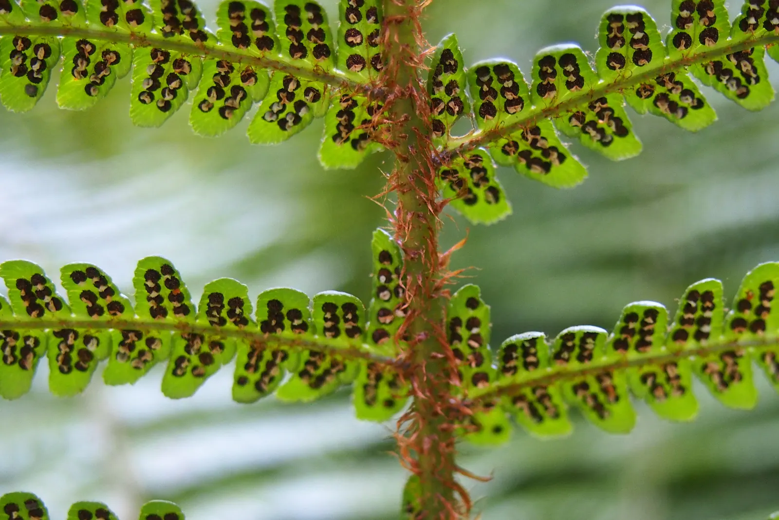 Coastal Wood Fern (Dryopteris wallichiana) — and educate your clients on its ease of care and graceful presence; scientifically known as Dryopteris wallichiana