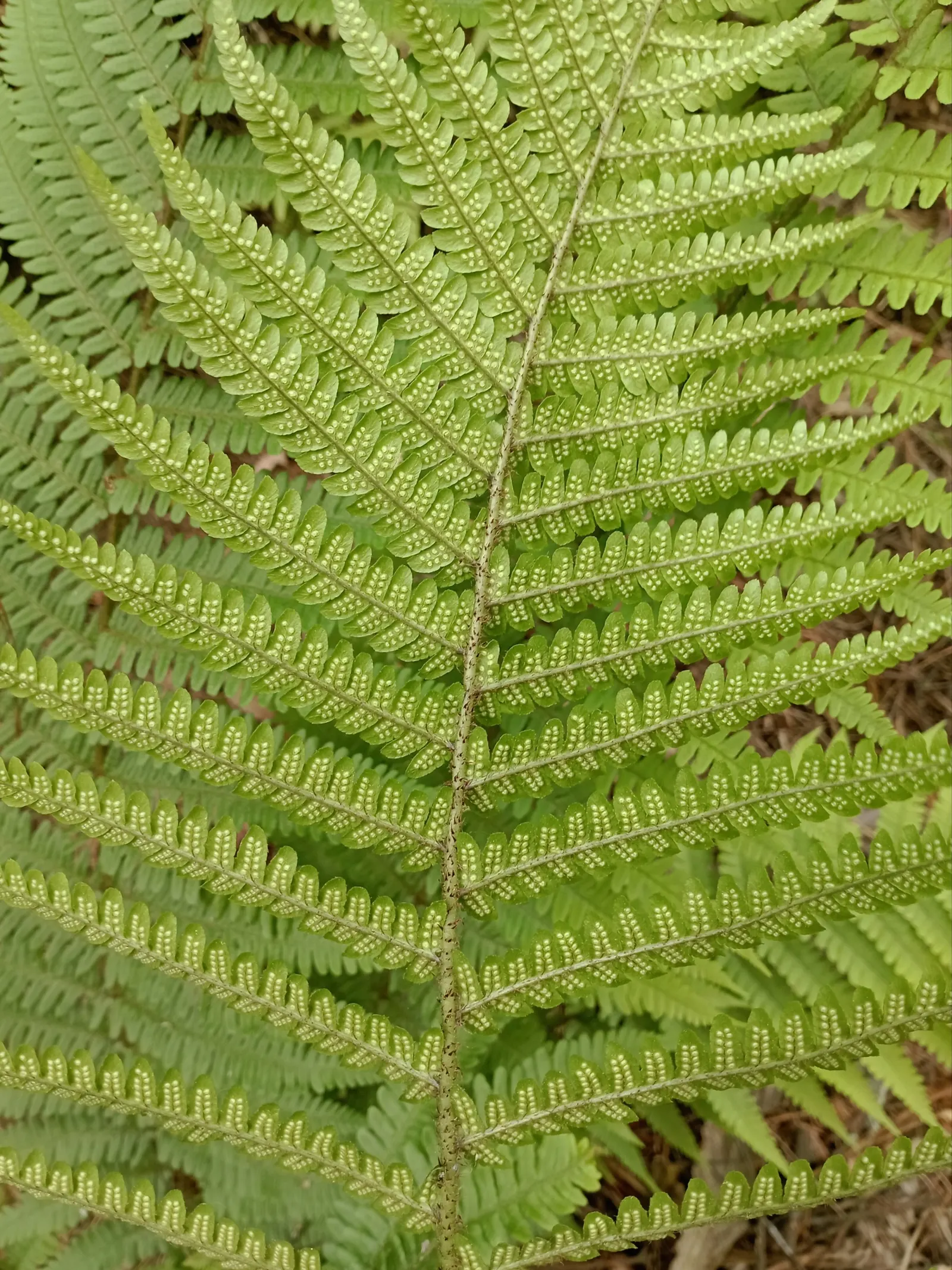 Coastal Wood Fern (Dryopteris wallichiana) — fern for shade