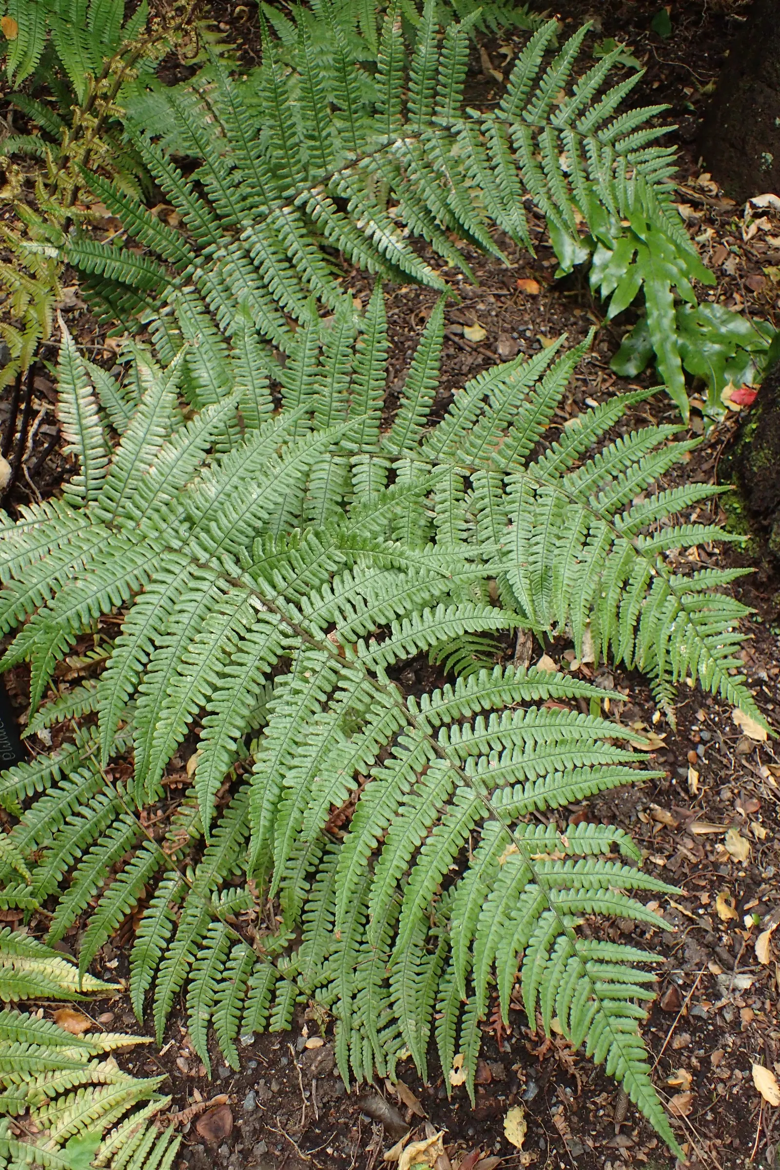 Coastal Wood Fern (Dryopteris wallichiana) — making it a substantial addition to the garden.<br><br>Hardy in USDA zones 6 through 8; hardy in USDA Zones 6-8