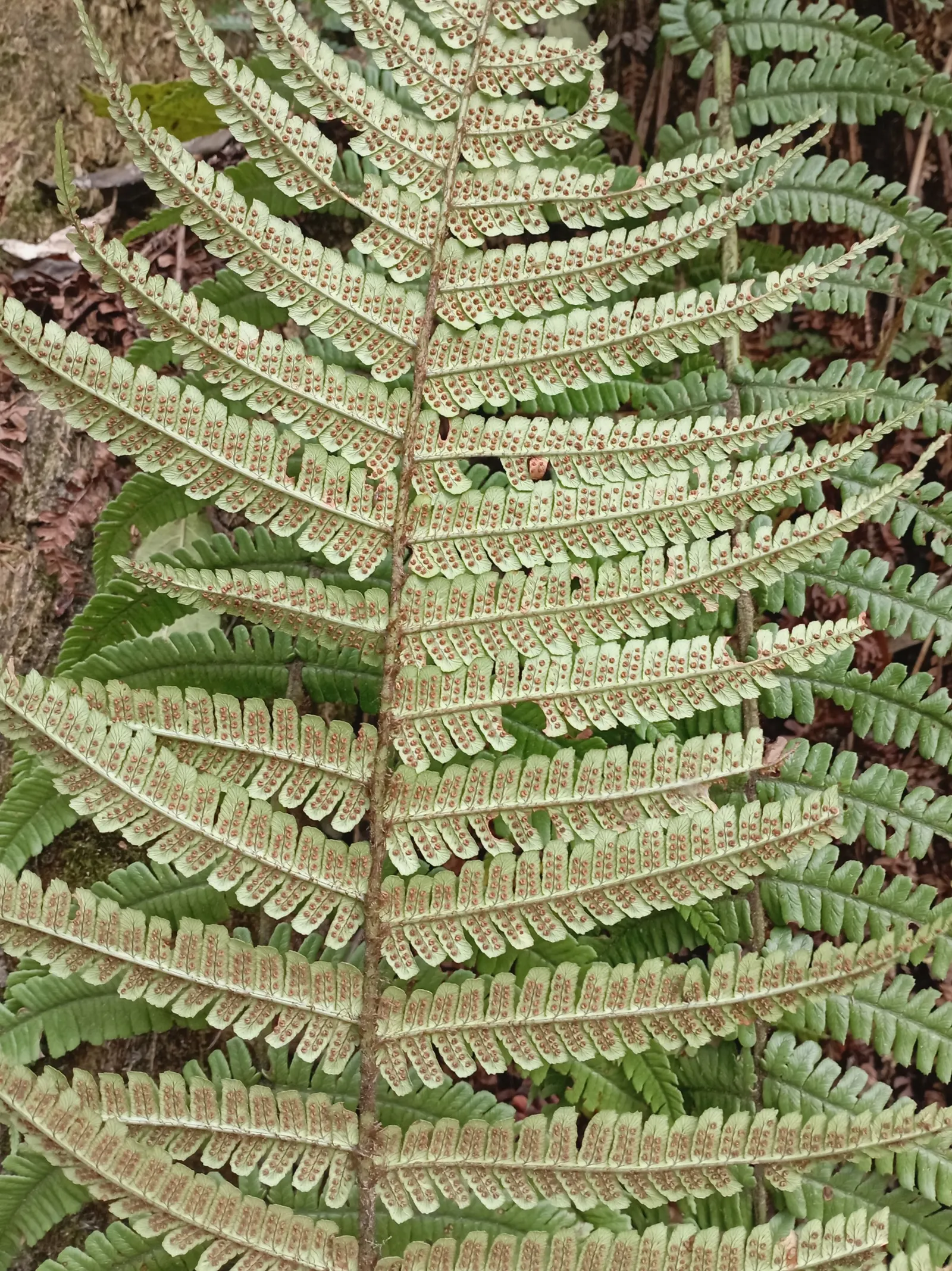 Coastal Wood Fern (Dryopteris wallichiana) — Fronds can reach a length of 3 to 4 feet when mature; and educate your clients on its ease of care and graceful
