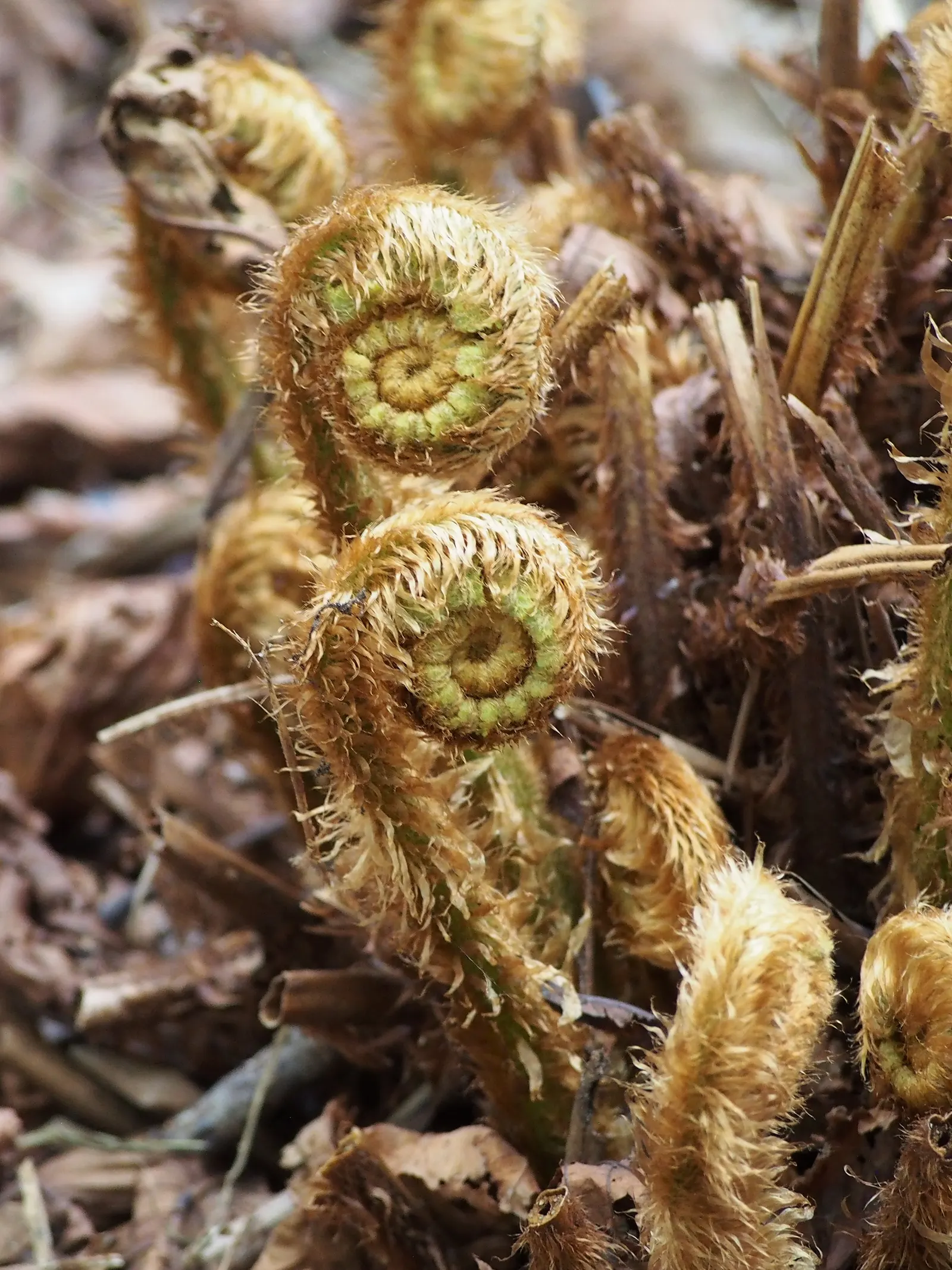 Coastal Wood Fern (Dryopteris wallichiana) — is an eye-catching perennial favored for its lush