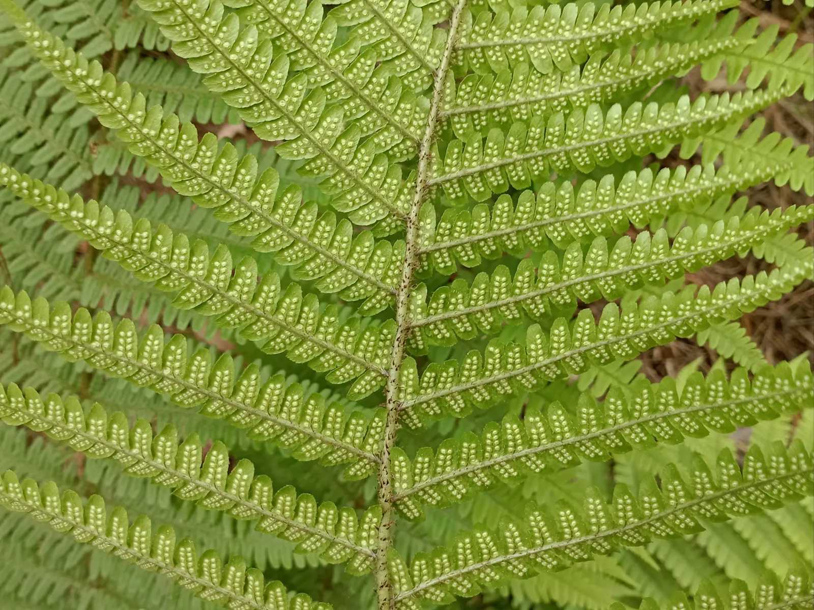 Coastal Wood Fern (Dryopteris wallichiana) — This species is more sun-tolerant than many other ferns; fronds can reach a length of 3 to 4 feet when mature