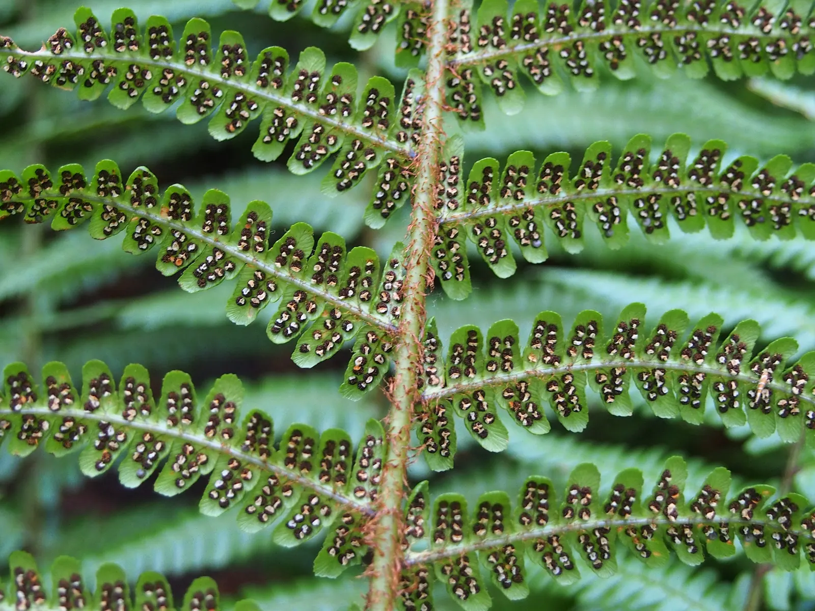 Coastal Wood Fern (Dryopteris wallichiana) — semi-evergreen fern renowned for its robust and upright form; fern for shade