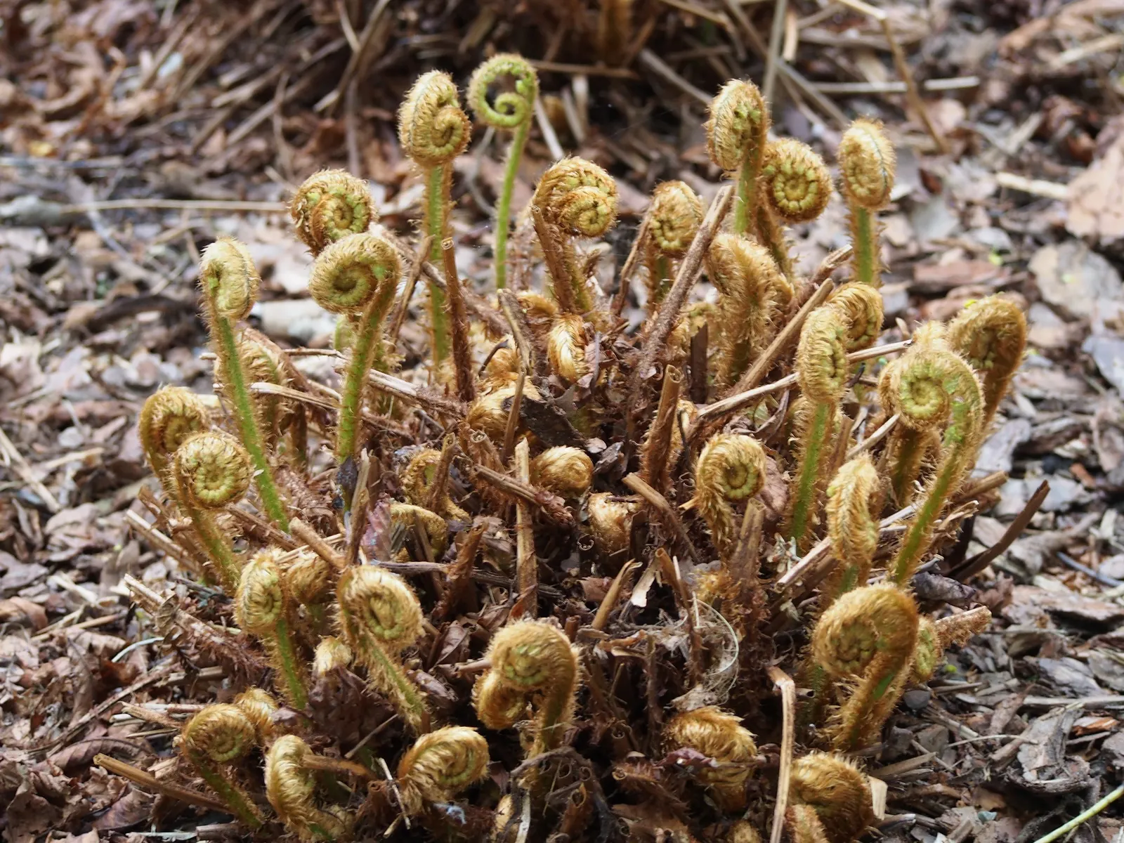Coastal Wood Fern (Dryopteris wallichiana) — While it tolerates short periods of dry soil, it shows its best growth with consistent moisture