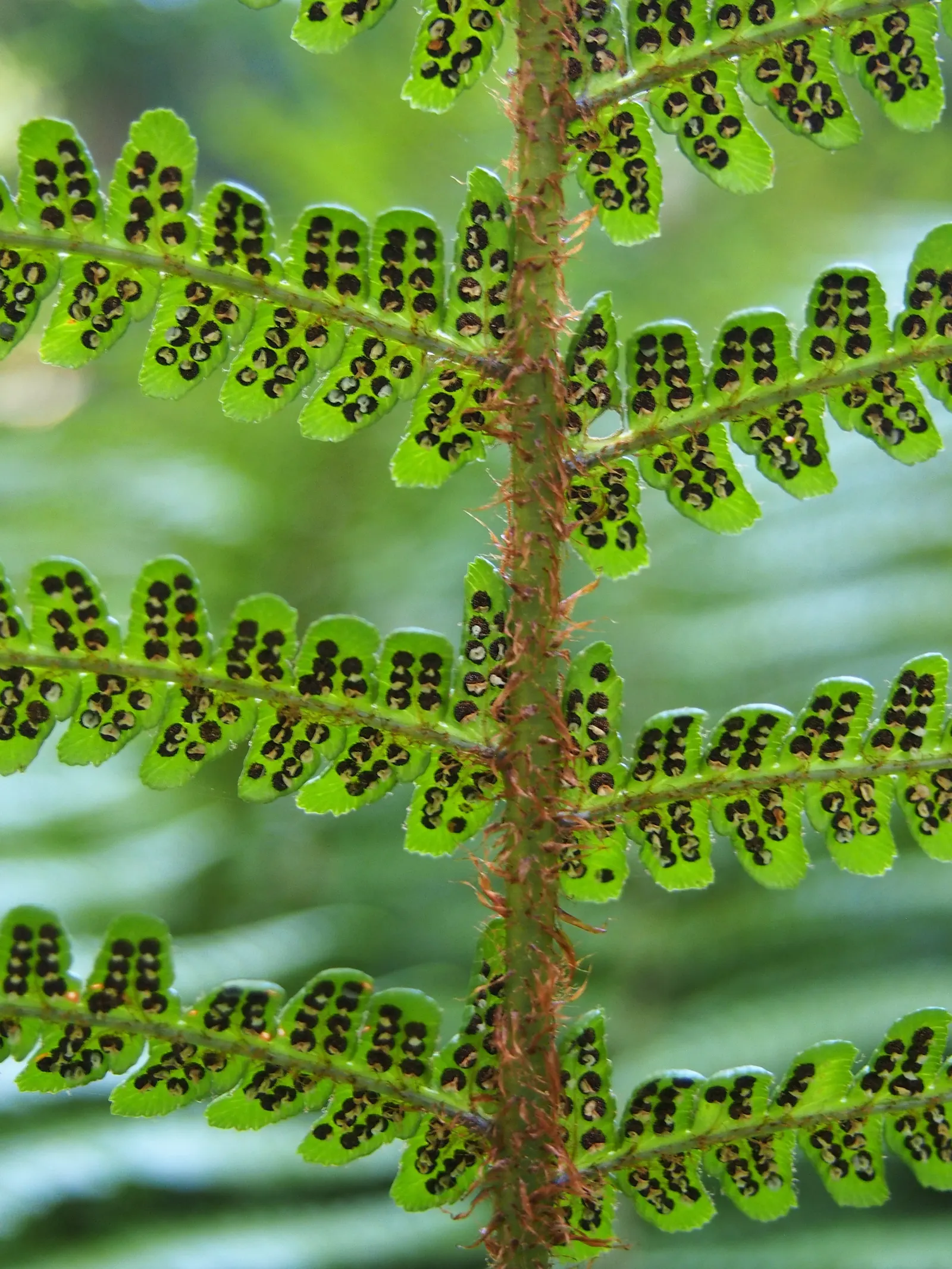 Coastal Wood Fern (Dryopteris wallichiana) — Fronds can reach a length of 3 to 4 feet when mature