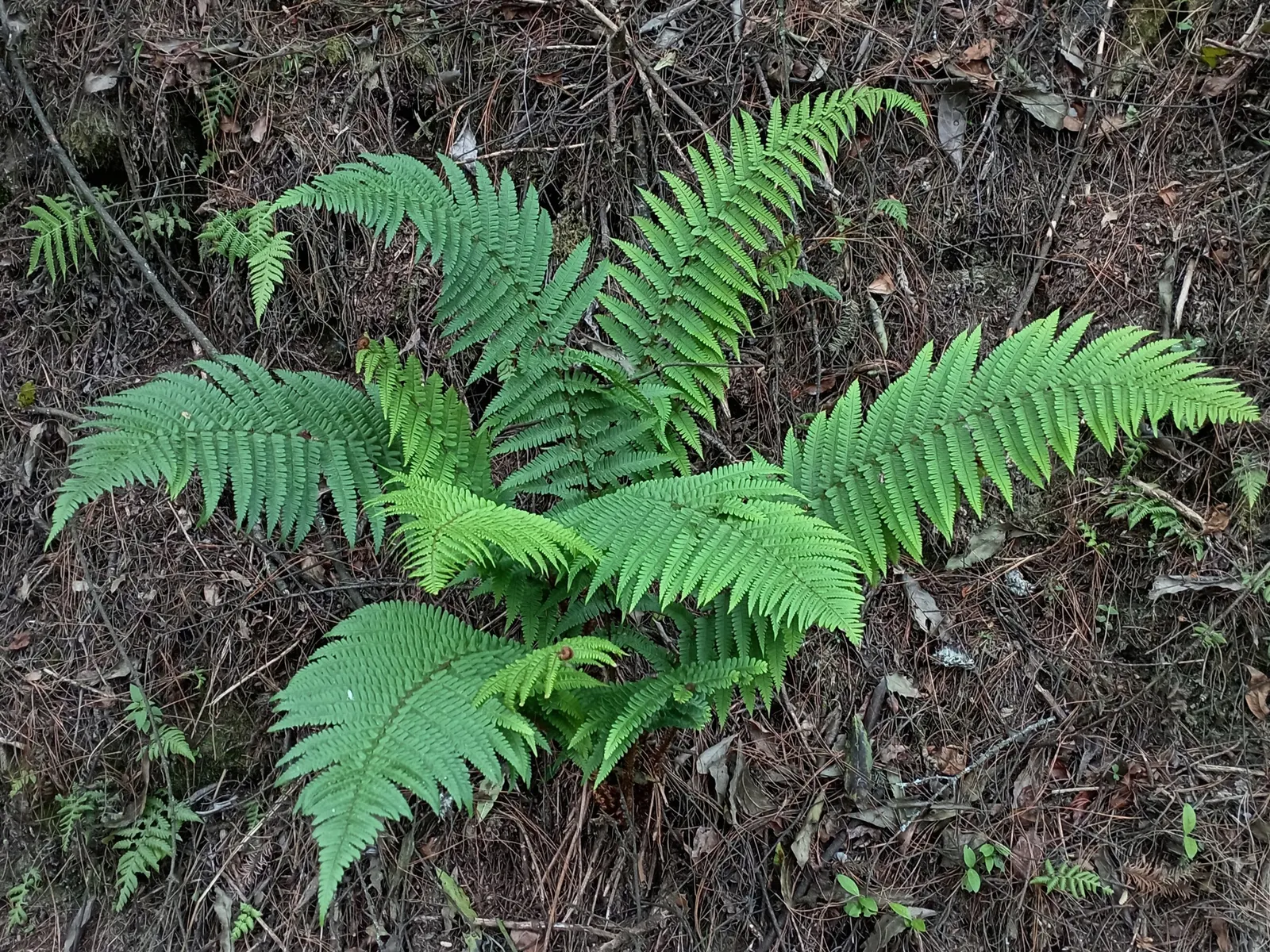 Coastal Wood Fern (Dryopteris wallichiana) — This species is more sun-tolerant than many other ferns