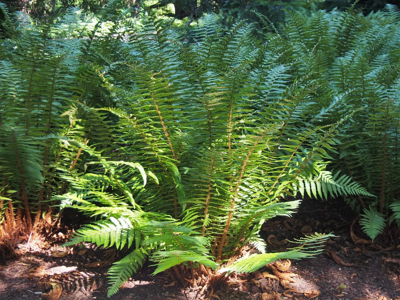 Coastal Wood Fern (Dryopteris wallichiana) — dark green fronds that grow in a shuttlecock-like fashion; semi-evergreen fern renowned for its robust and upright