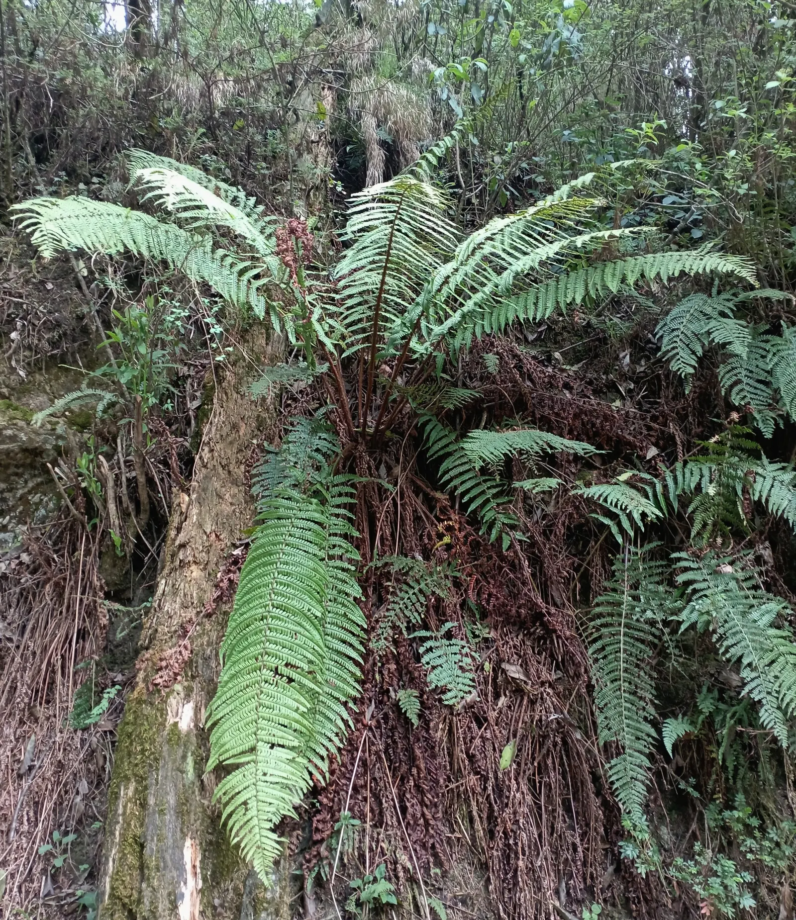Coastal Wood Fern (Dryopteris wallichiana) — Plant them at intervals of 2 to 3 feet apart to allow them ample room for growth