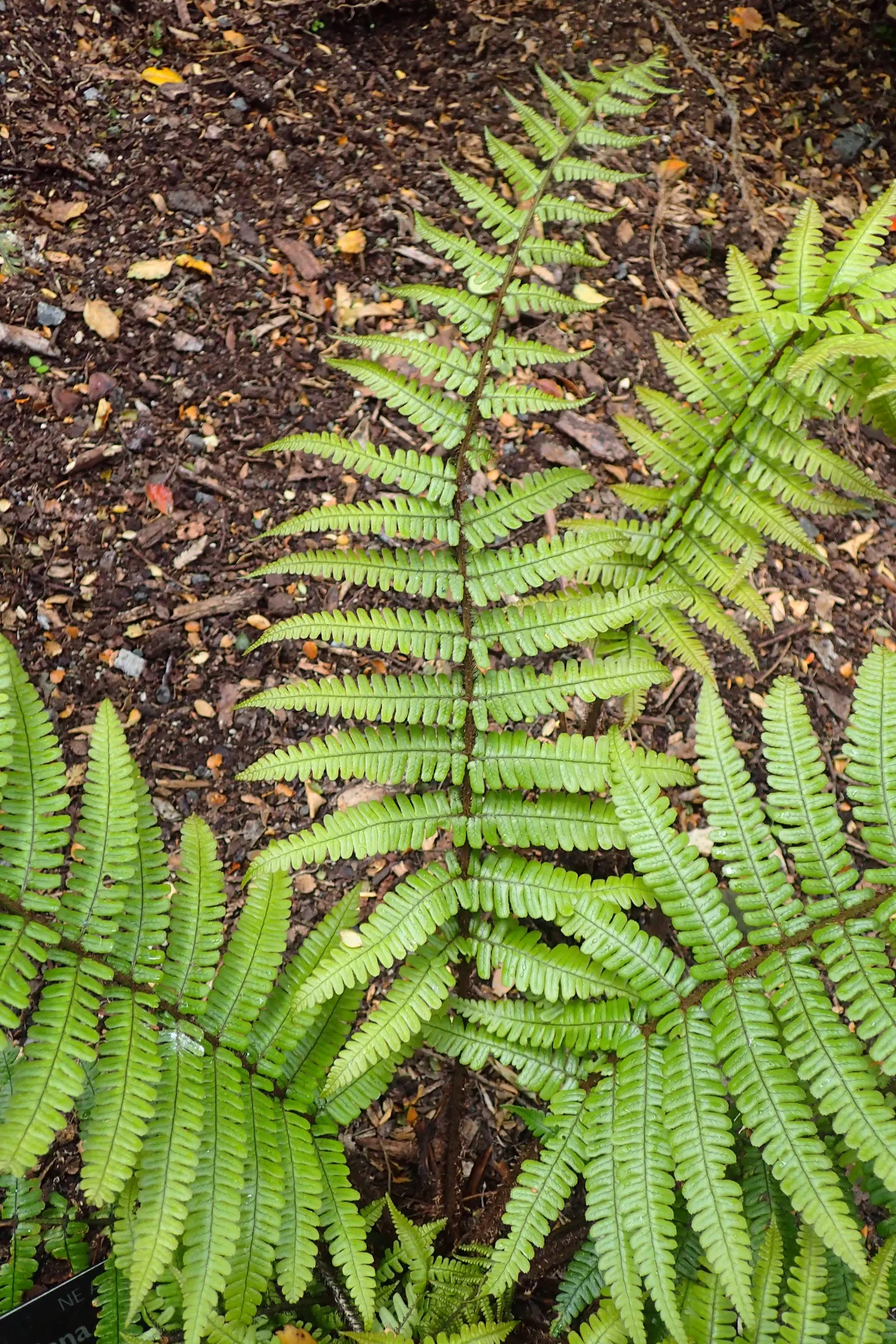 Coastal Wood Fern (Dryopteris wallichiana) — Hardy in USDA Zones 6-8, it's an excellent choice for woodland gardens, adding texture and verdant, image 28