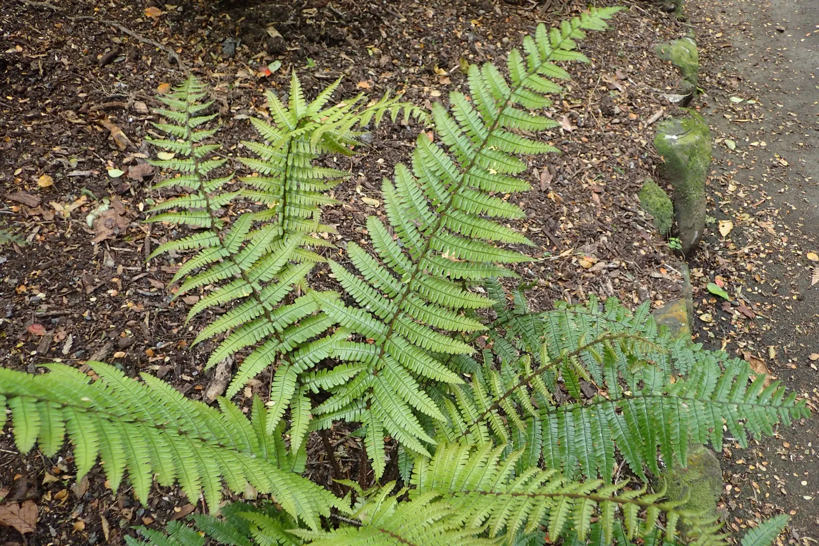 Coastal Wood Fern (Dryopteris wallichiana) — Its lush appearance and sturdiness make it a reliable and aesthetic choice for any shade garden