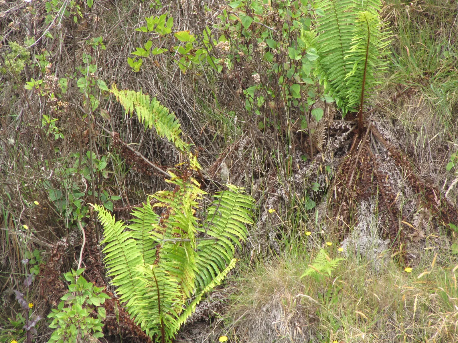 Coastal Wood Fern (Dryopteris wallichiana) — semi-evergreen fern renowned for its robust and upright form
