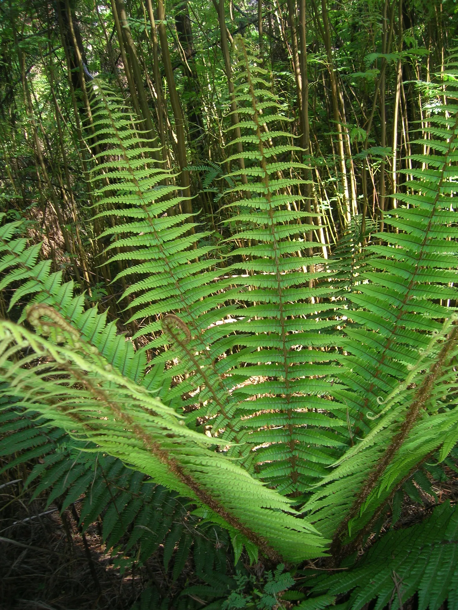 Coastal Wood Fern (Dryopteris wallichiana) — It thrives in partial to full shade in moist, well-drained soil