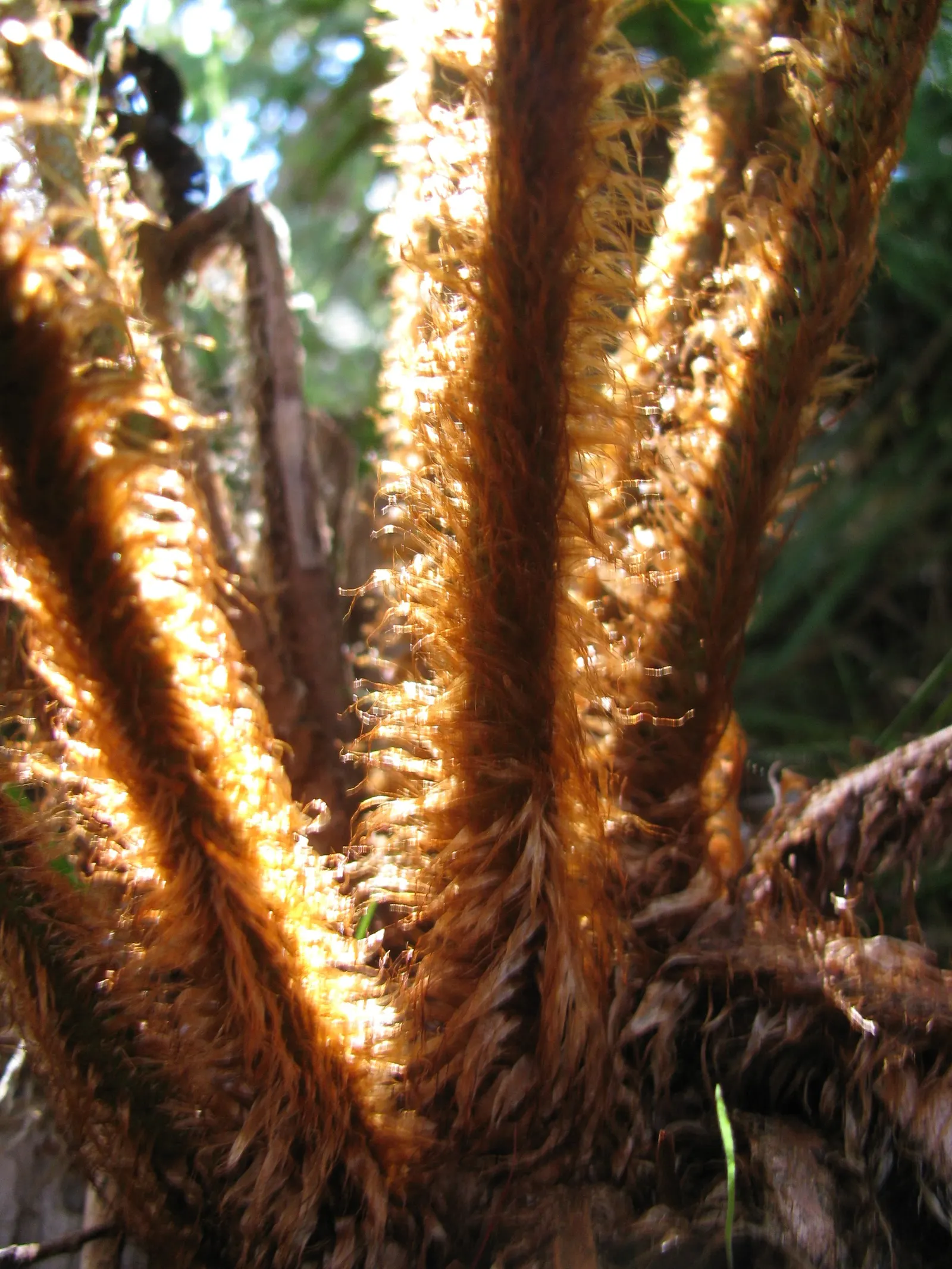 Coastal Wood Fern (Dryopteris wallichiana) — attractive plant that provides year-round interest; its lush appearance and sturdiness make it a reliable and
