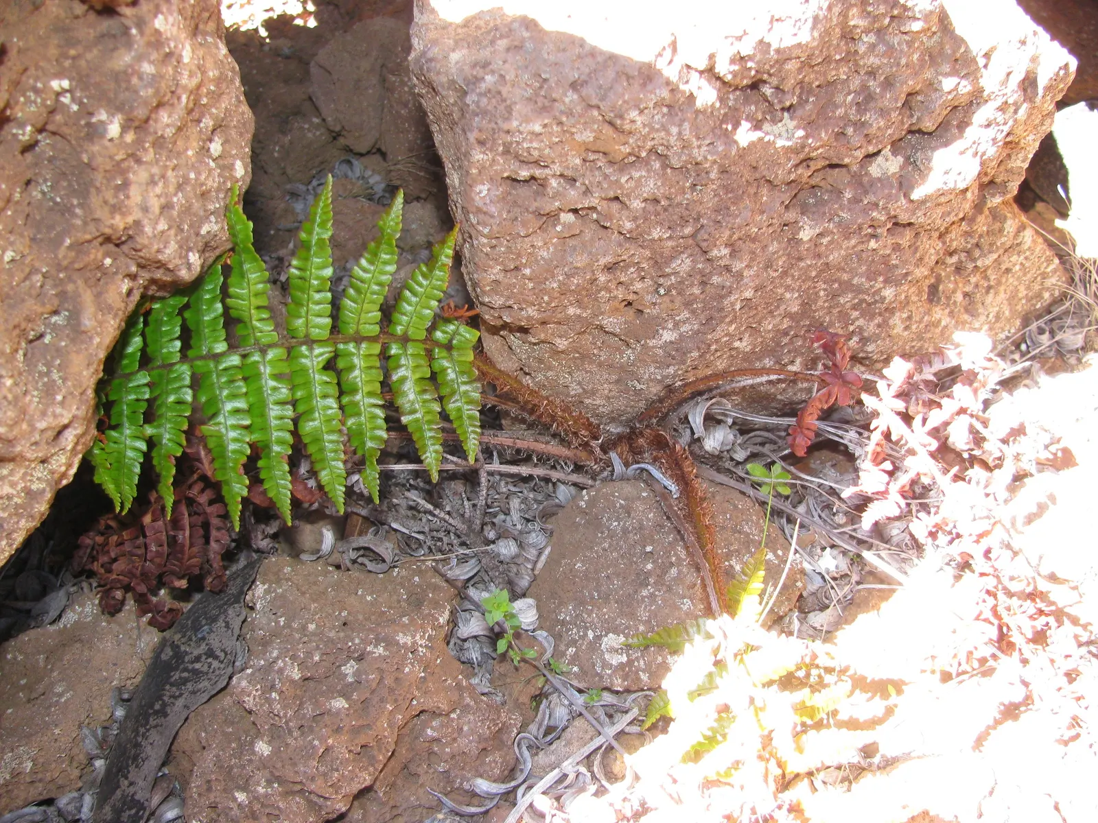 Coastal Wood Fern (Dryopteris wallichiana) — and educate your clients on its ease of care and graceful presence